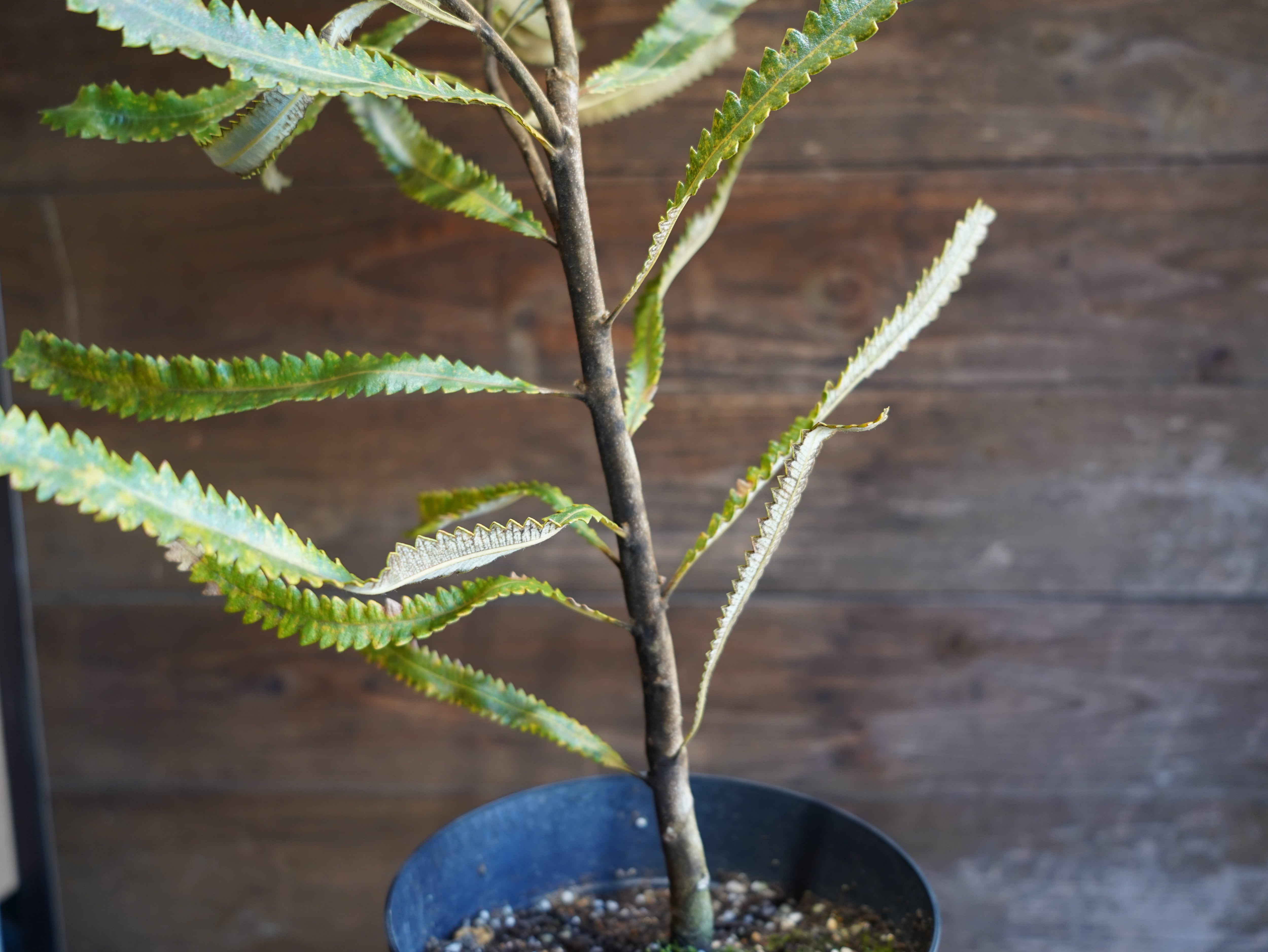 【現物】バンクシア　”バーデッティ”　B