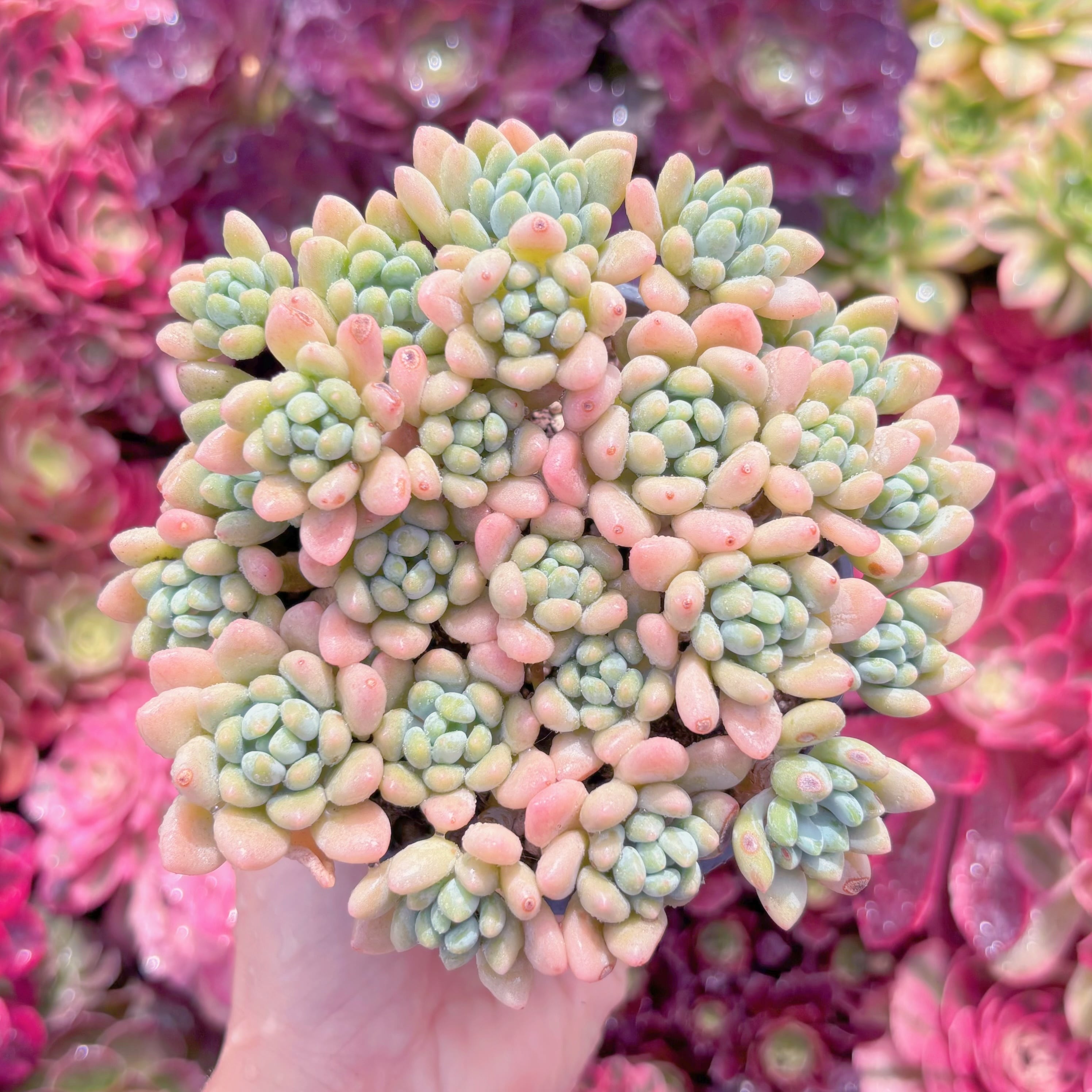 現品　キャビア#K408　大群生　るる農園