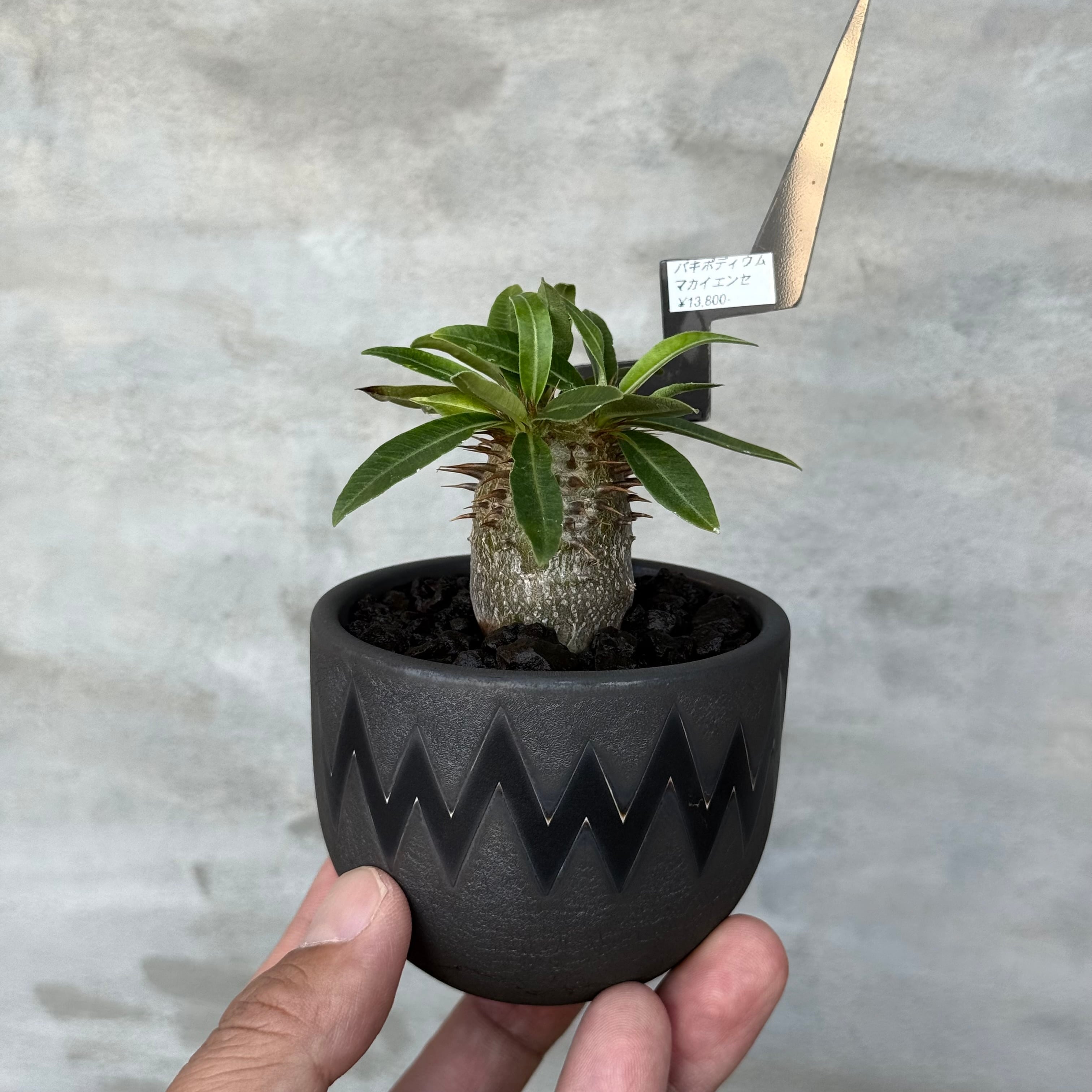 植物×鉢】可愛い手乗り！パキポディウム ブレビカリックス 現地球 発根