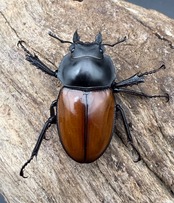 【WD】《アカマルバネクワガタ 新竹県産 42.5mm ペア》