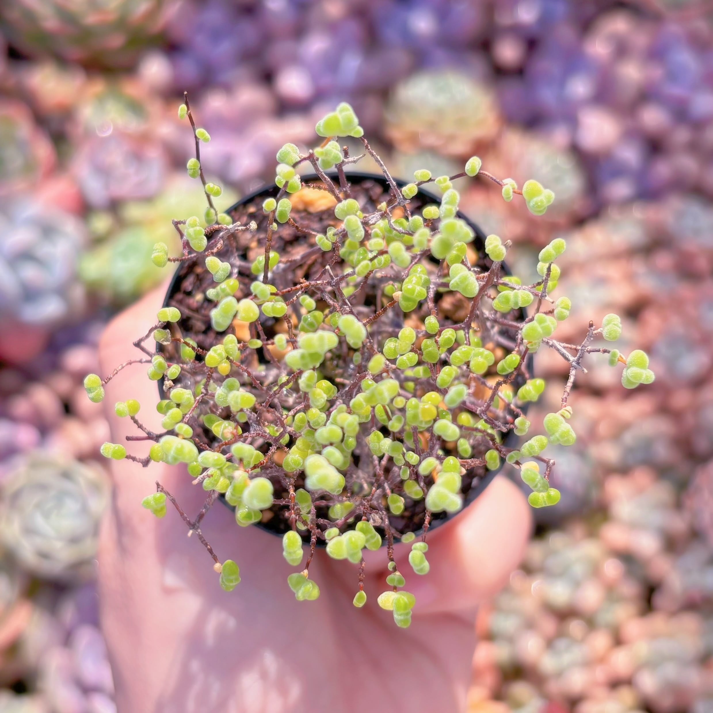 多肉植物　ドロサンテマム レイス(M)　新入荷　るる農園