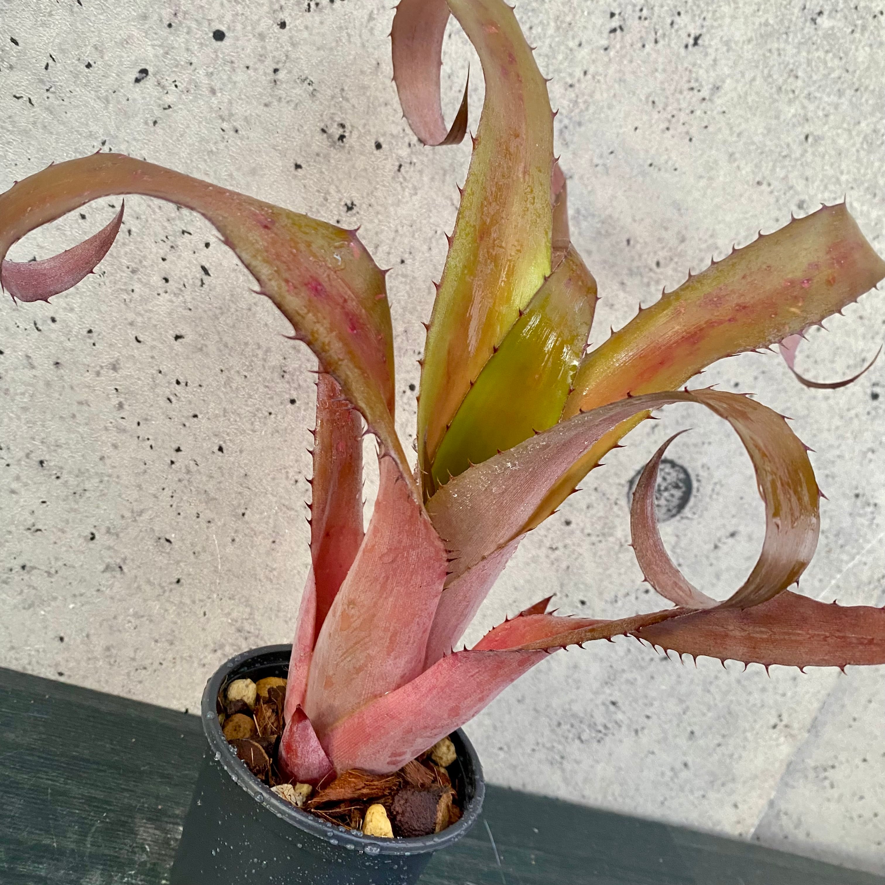マルプランツページ Planet Plants プラネットプランツ