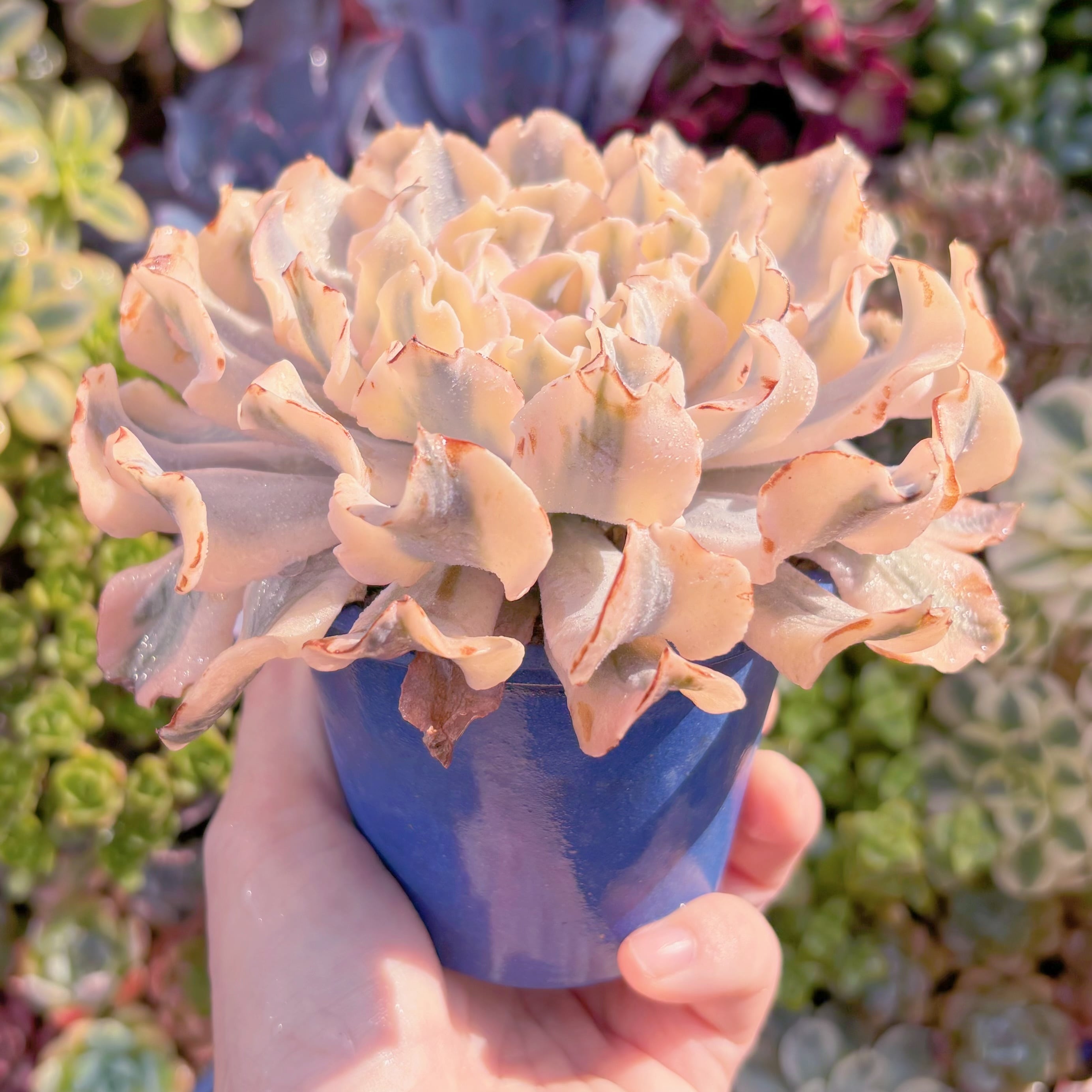 現品 シャフラン錦#C04 在庫僅少 るる農園 | るる農園~多肉植物専門
