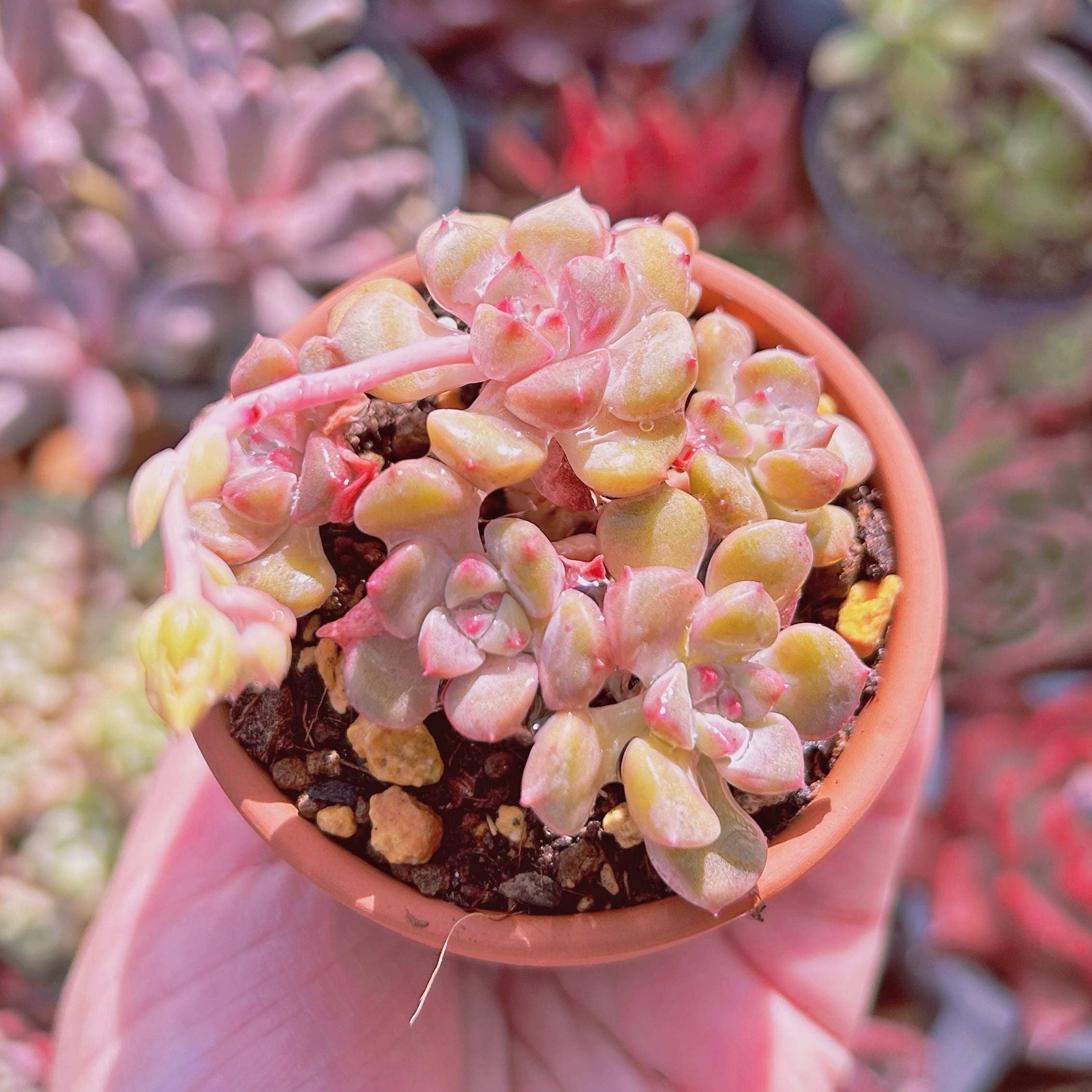 現物 多肉植物 ベビードール | るる農園~多肉植物専門