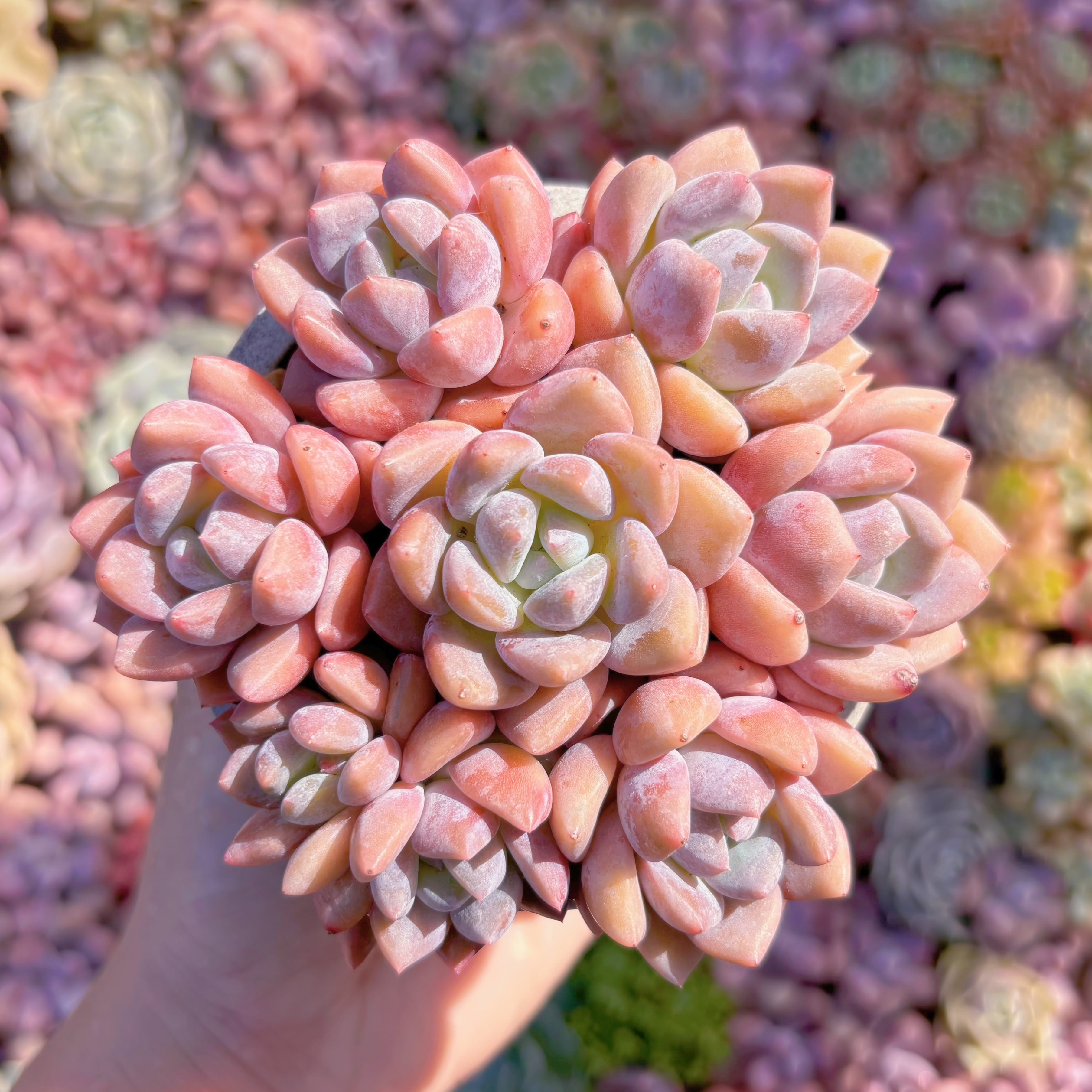 多肉植物　苺大福(7苗)　新入荷　るる農園