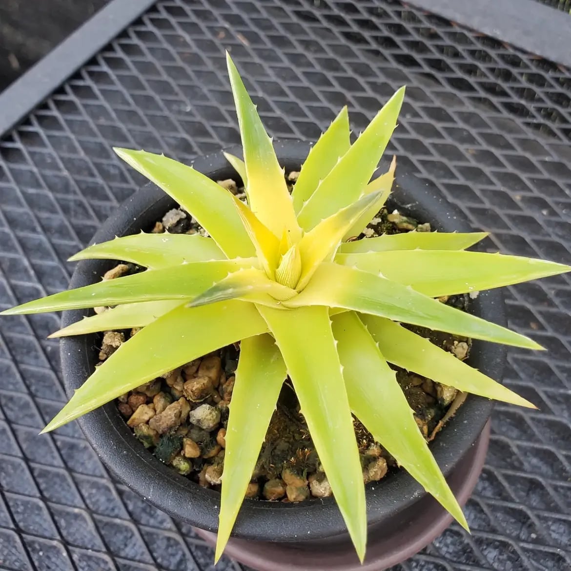 Dyckia（ディッキア） | レアプランツ通販サイトPlants Maniax