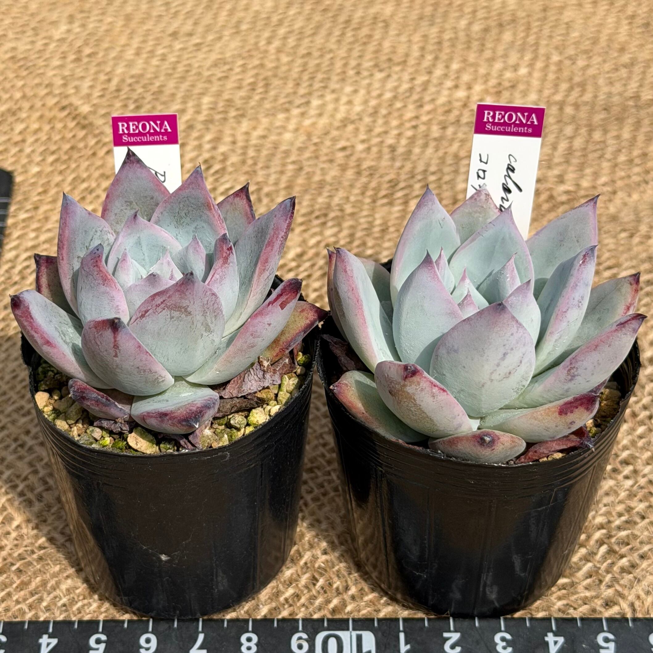 ブラックサバス コロラータ ルーフ2苗セット 管理番号2 | REONA Succulents