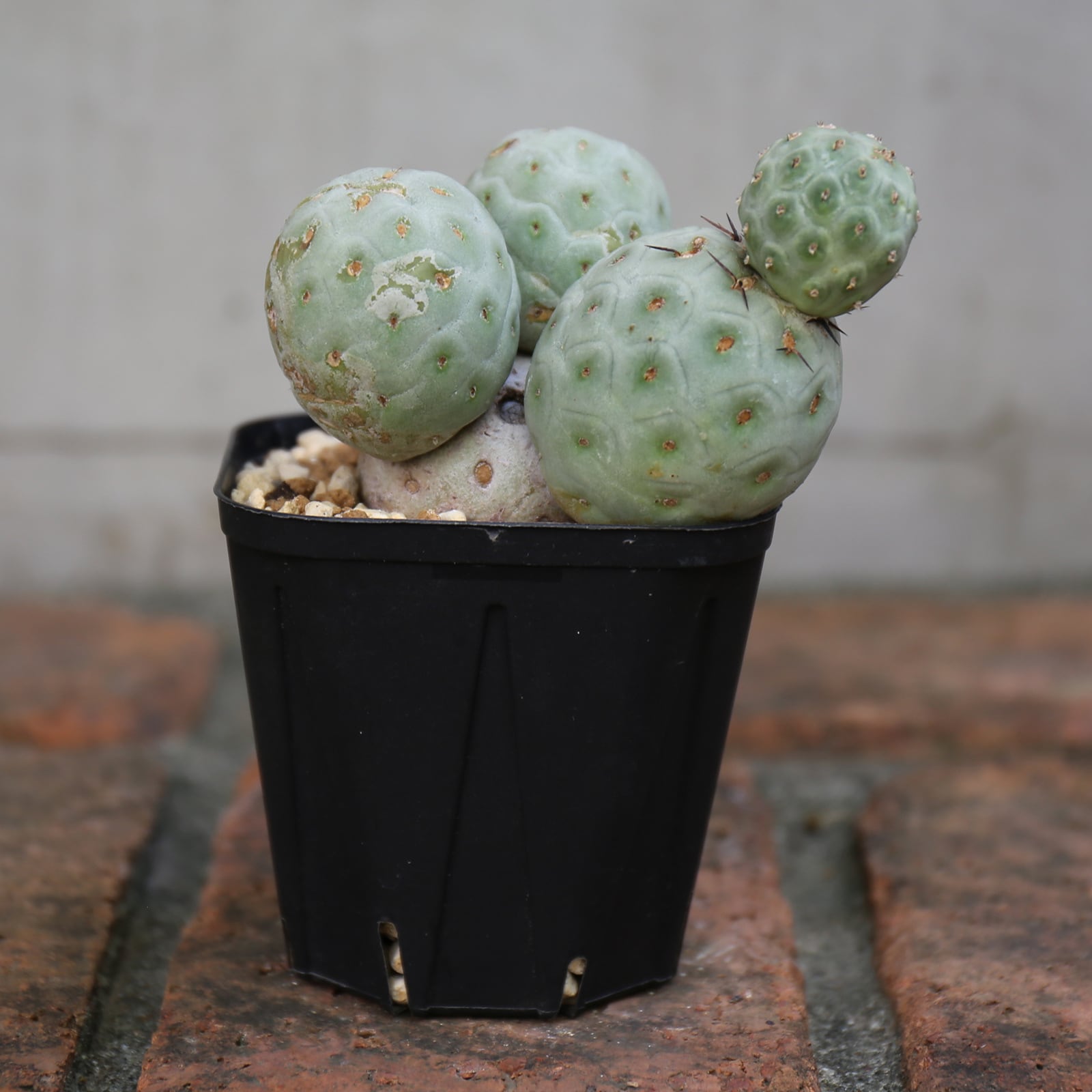 テフロカクタス ゲオメトリクス 大玉群生接ぎ木 黒強針