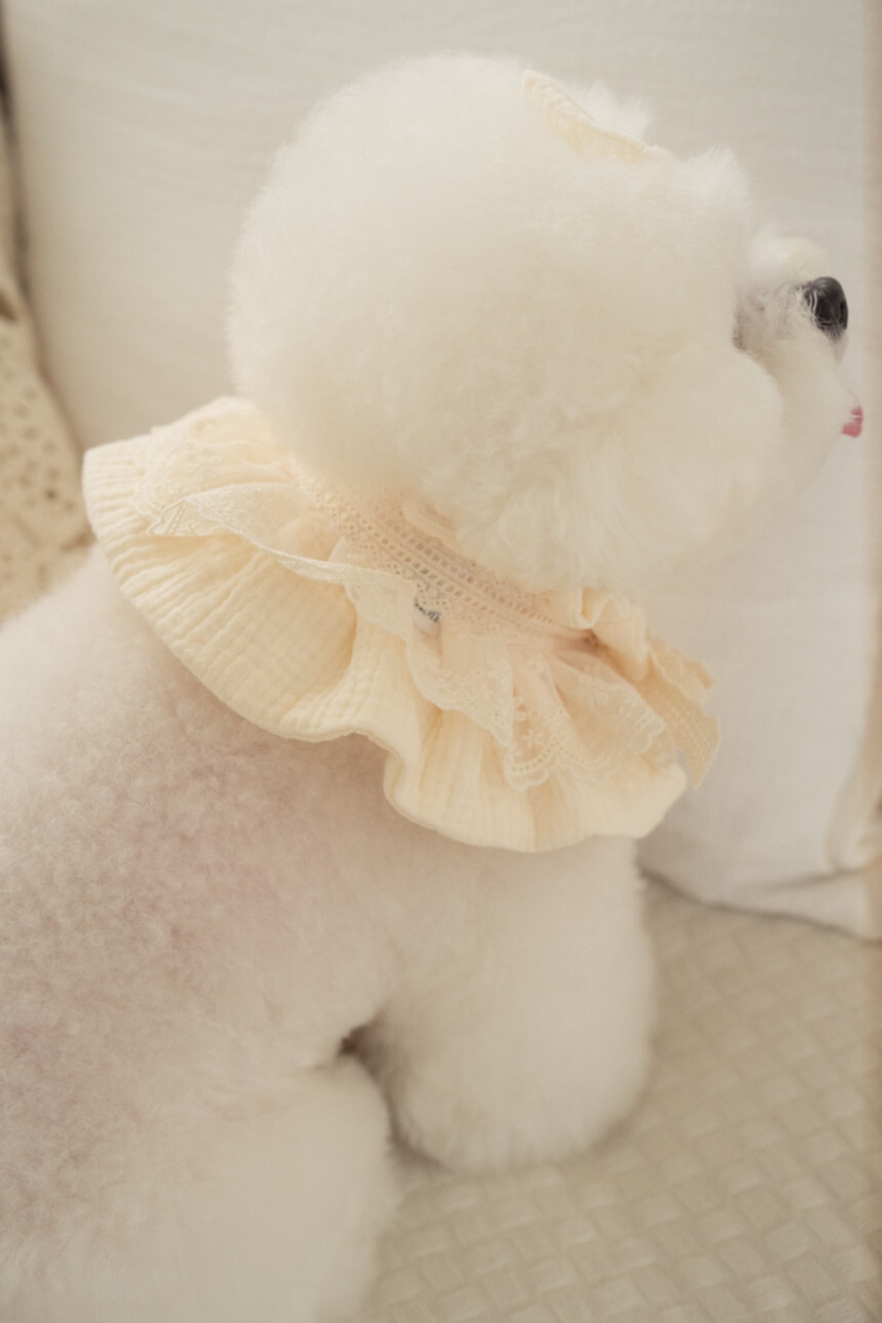 予約【pecoramou select】Cozy lace Cape