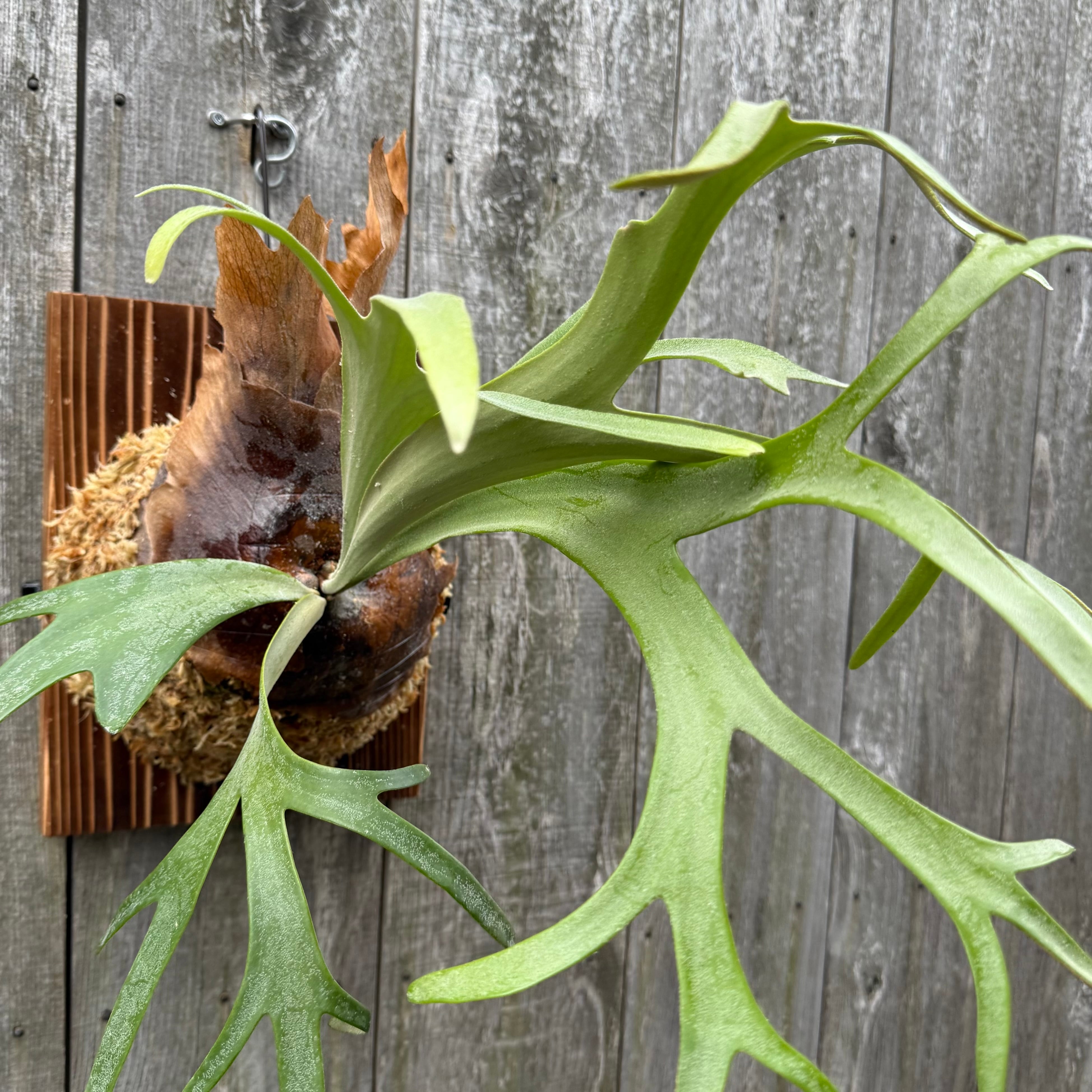 P. willinckii cv. Silvery Dwarf (pup) | naturefix