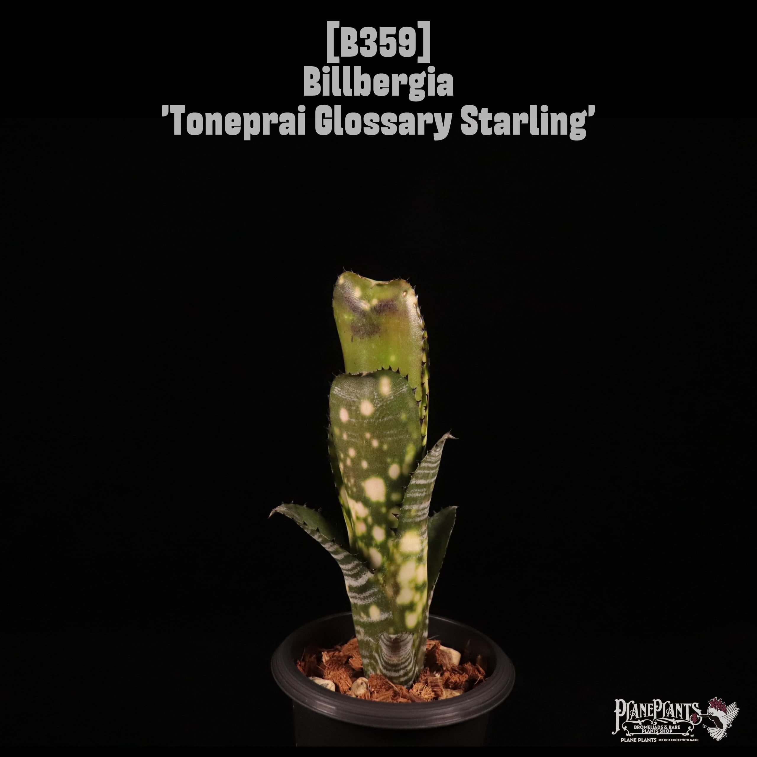Billbergia 'Toneprai Glossary Starling'〔ビルベルギア〕B359