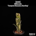 Billbergia 'Toneprai Glossary Starling'〔ビルベルギア〕B359