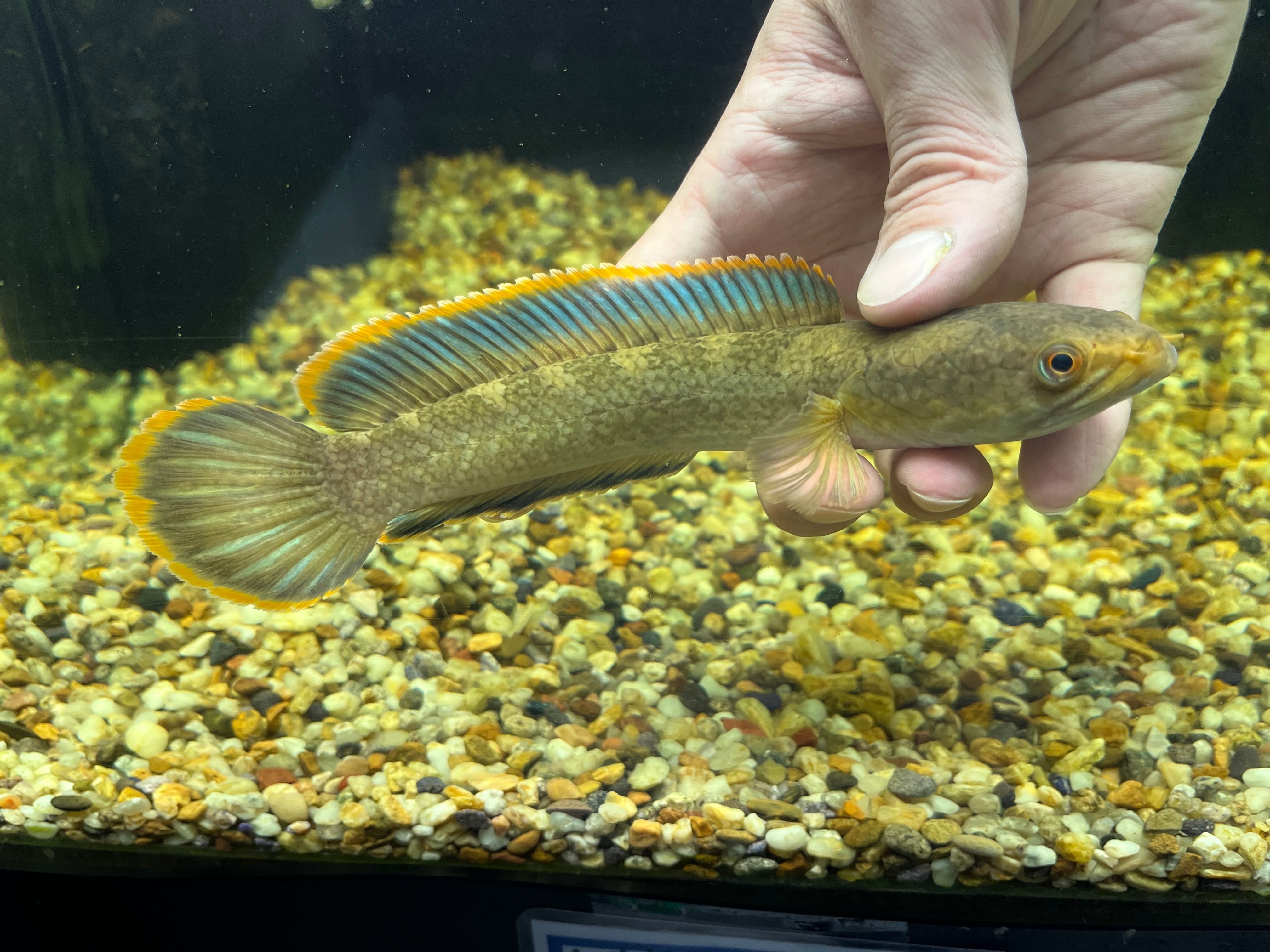 タイ直輸入便WILDチャンナspラオスファイヤーバック16cm± NO3 | アクア