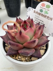 【現物商品】 アテマハック ｘ ロメオ