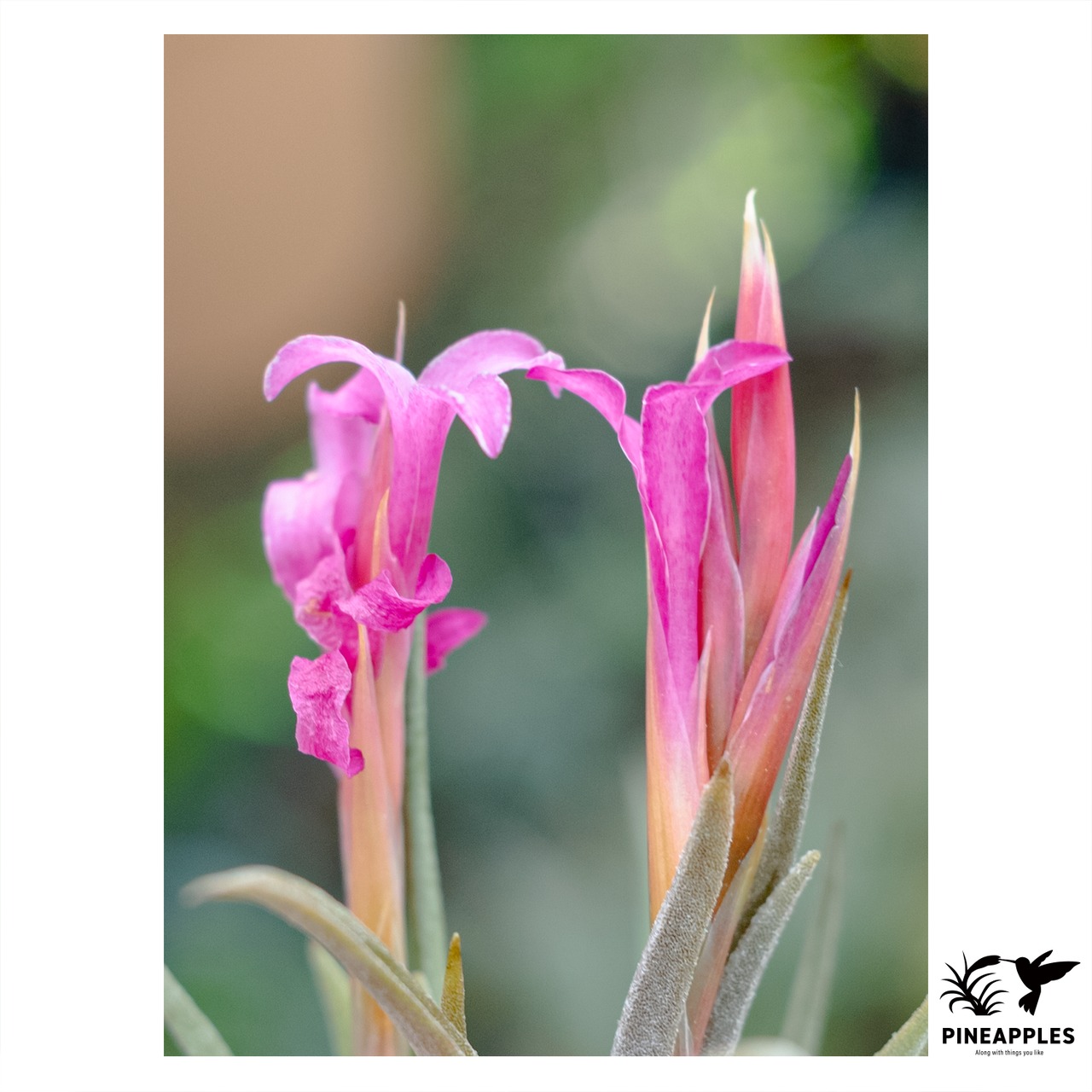 Tillandsia argentina (Magenta Flower) - 3