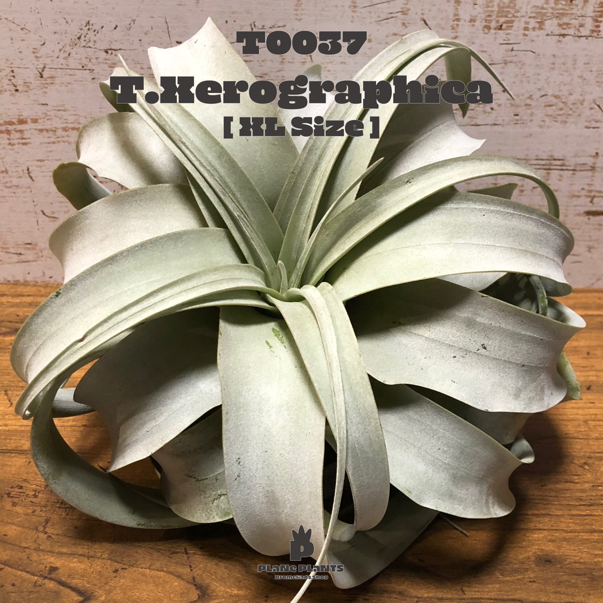 【送料無料】キセログラフィカXL〔エアプランツ〕現品発送T0037