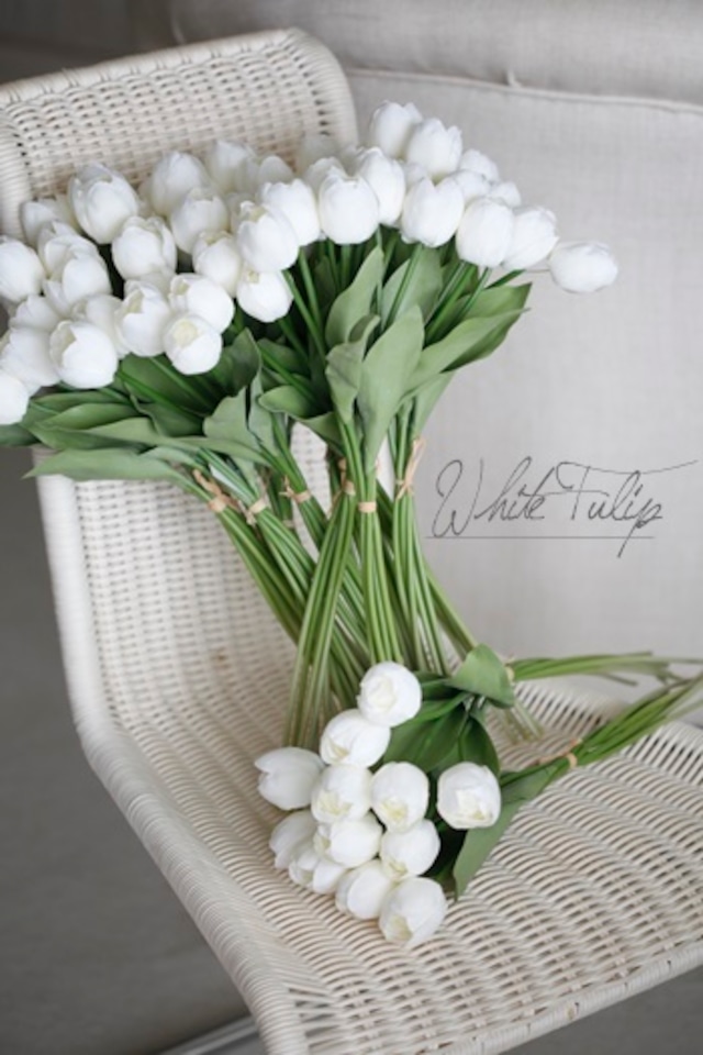 White Tulip