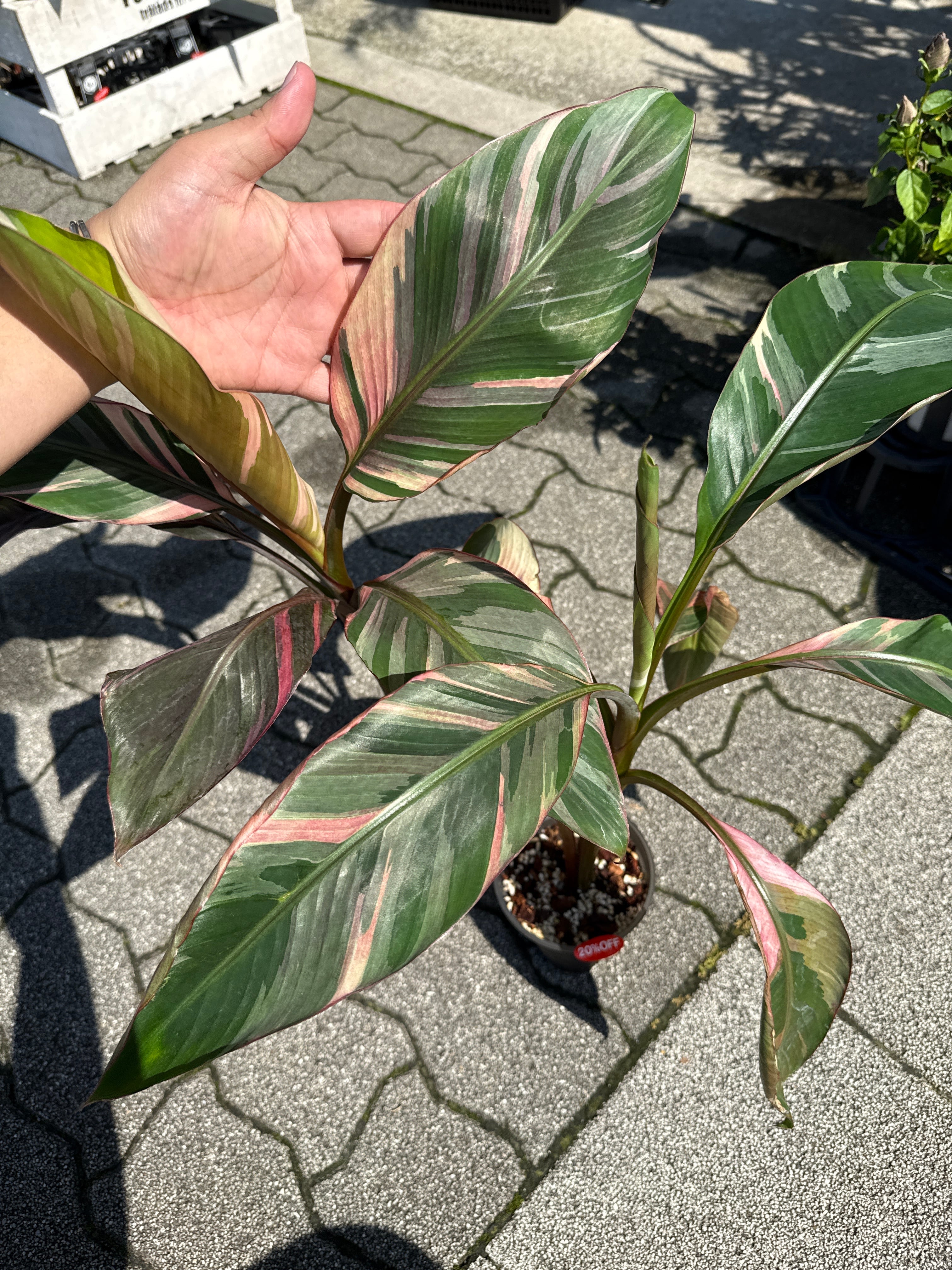 斑入り植物(バリエガータ・錦) | Gardenえん 【観葉熱帯植物】