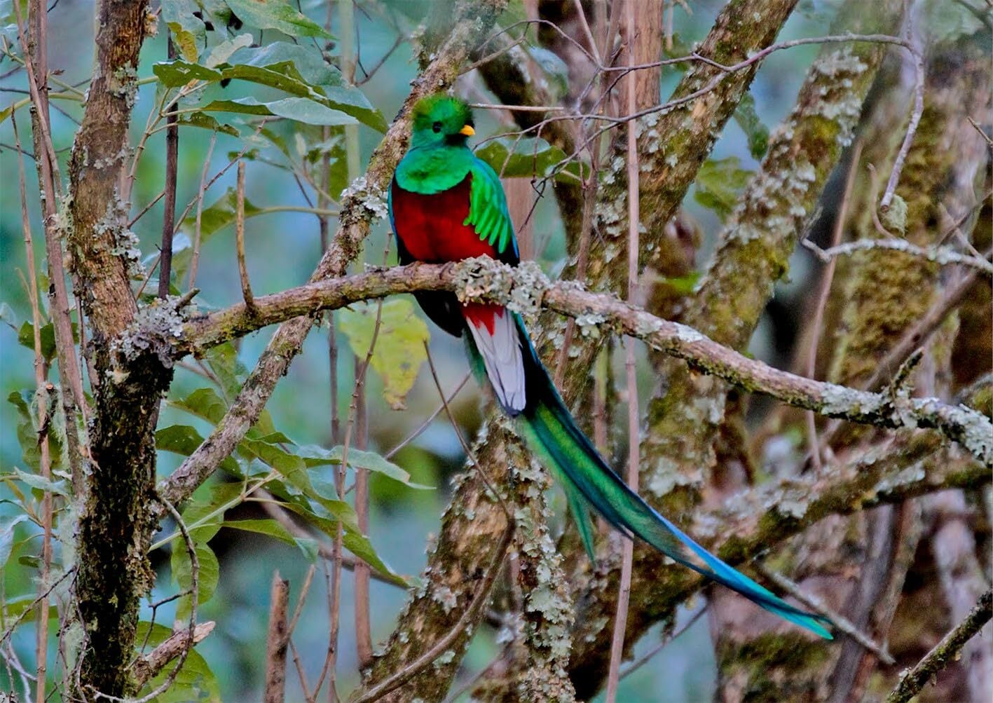 空と大地の野鳥 Wild Birds of Sky and Earth | SONIDORI｜ソニドリ