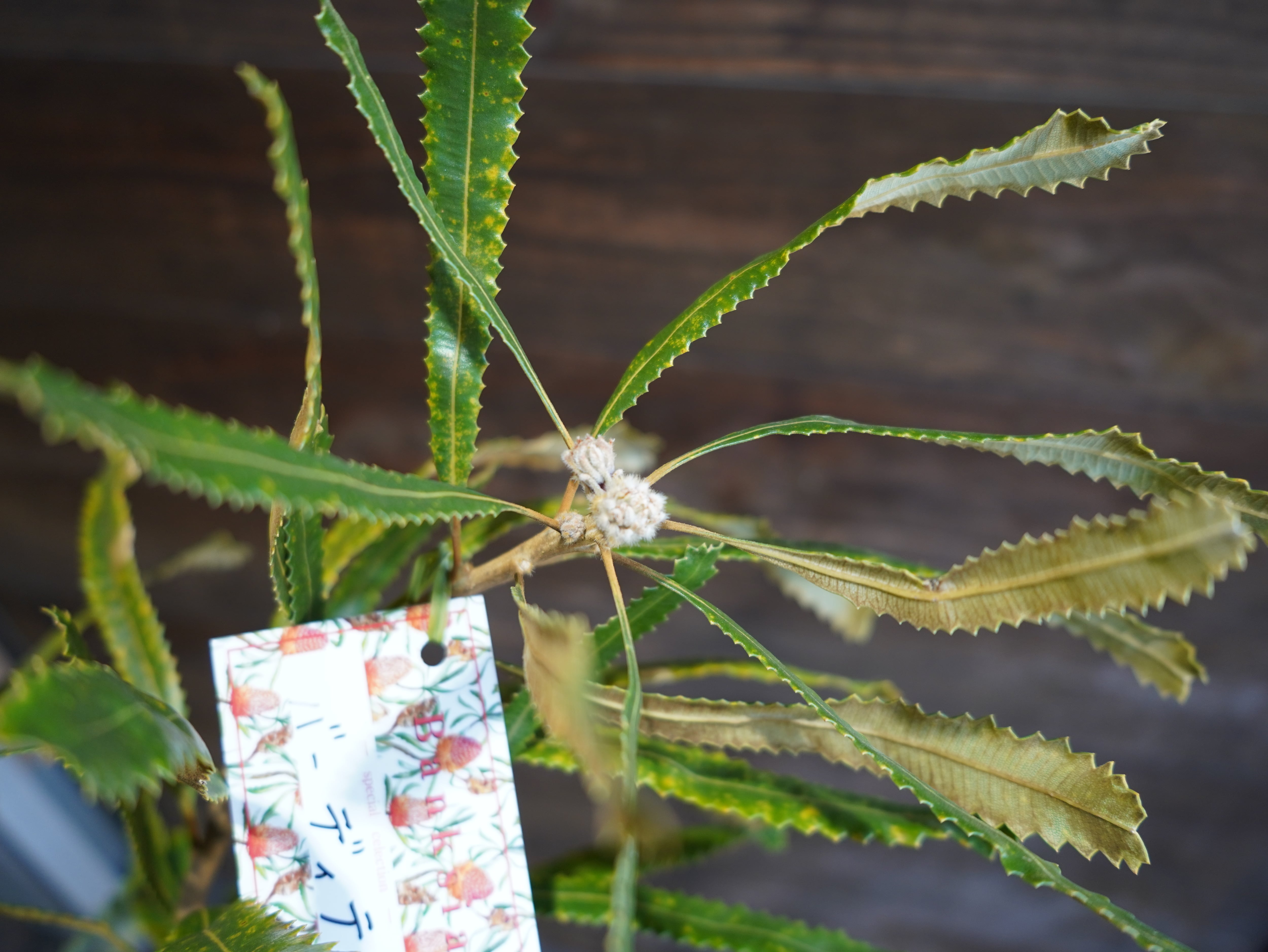 【現物】バンクシア　”バーデッティ”　B