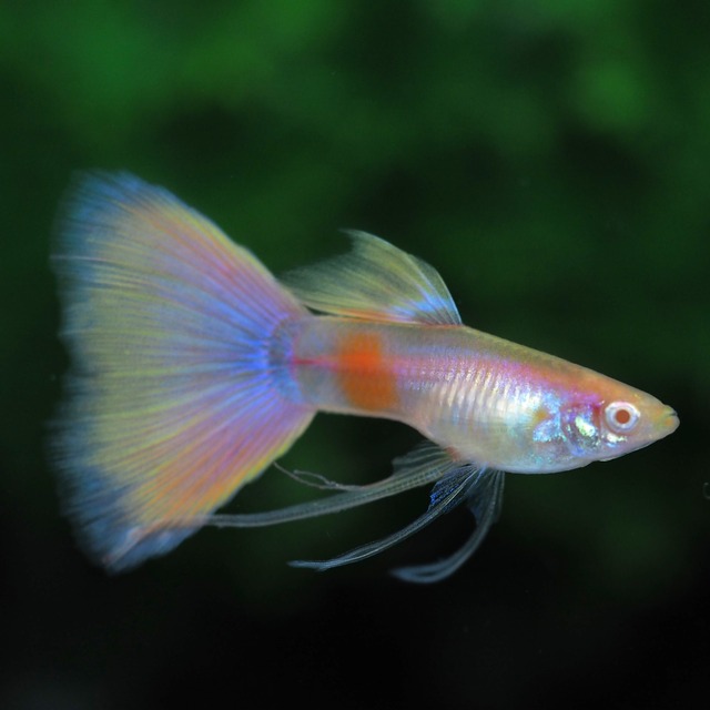 RREAモスコーピンクリボン 若魚1カルテット＋おまけ1ペア＋リボンオス1匹