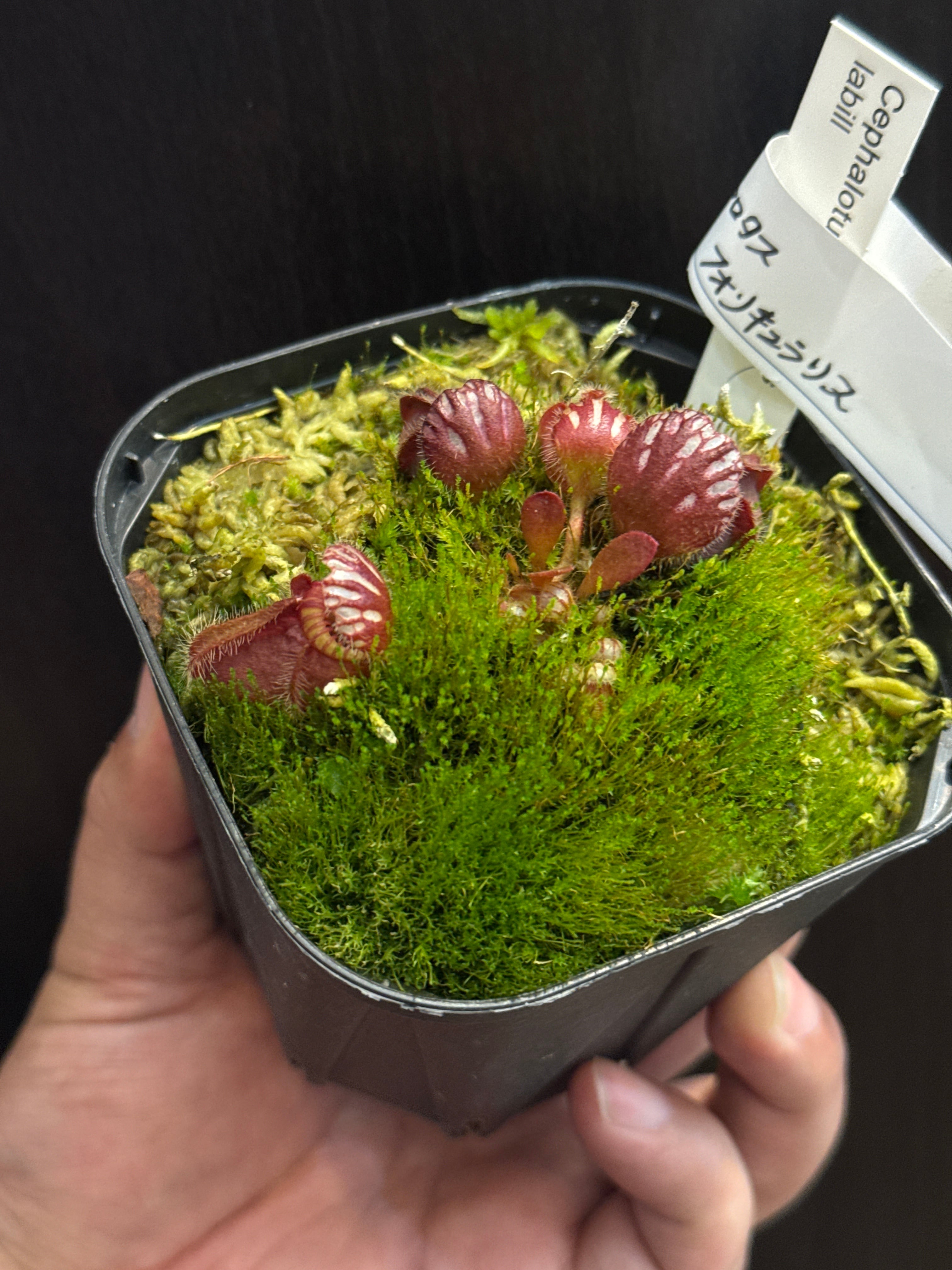 ①セファロタス フォリキュラリス | Gardenえん 【観葉熱帯植物】