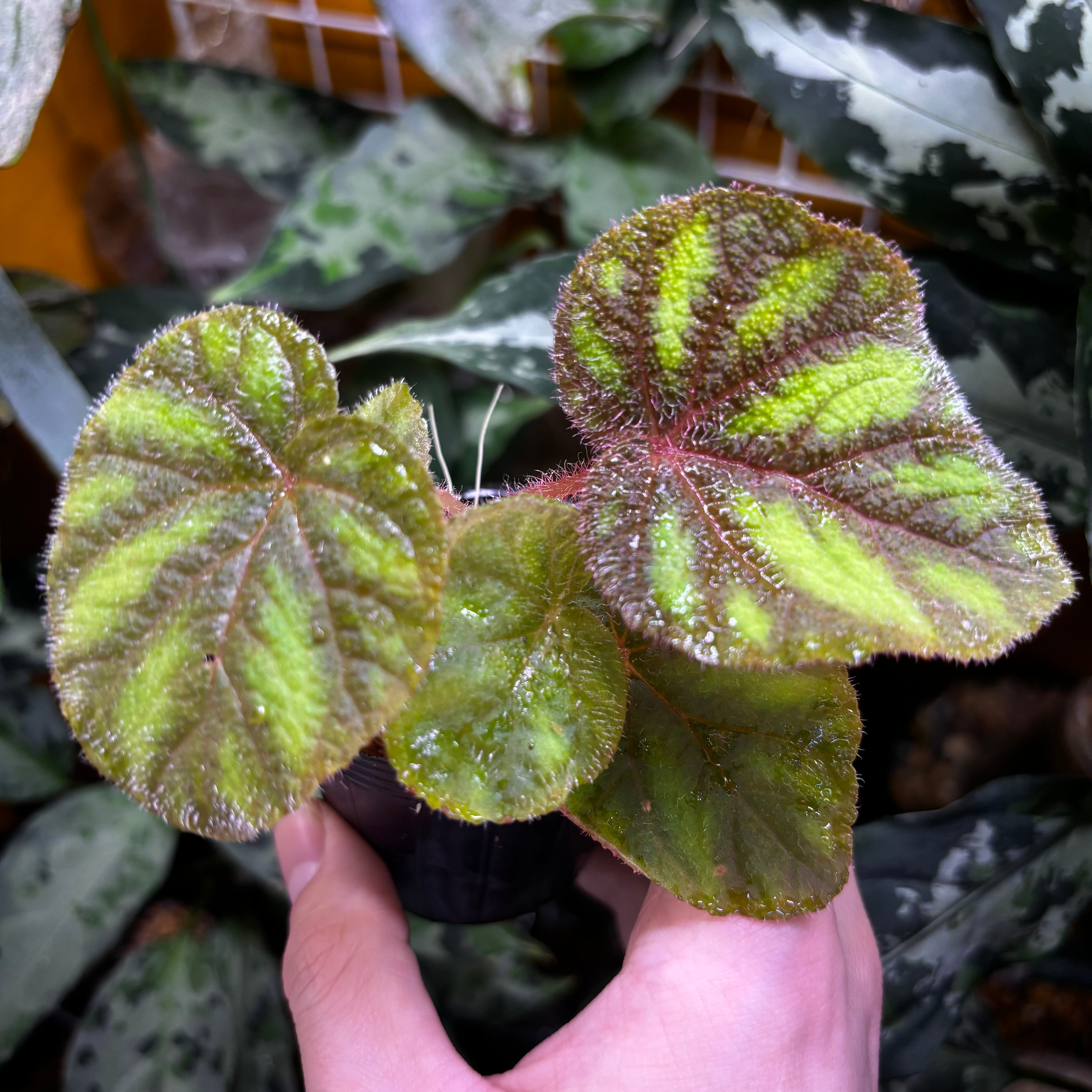 ご確認用　Begonia 原種ベゴニア ご確認用 Begonia 原種ベゴニア Begonia nigmingensis var. bella