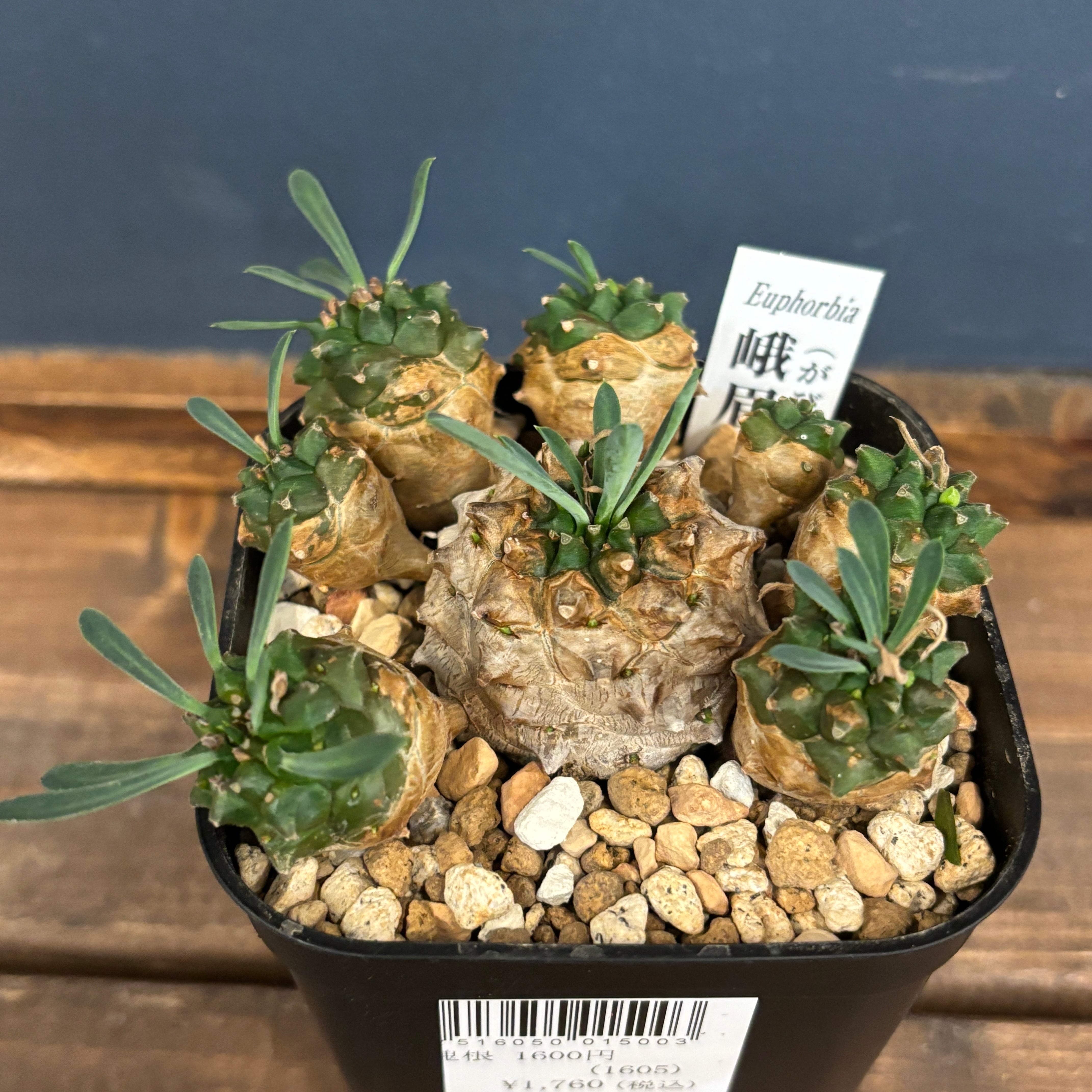 ユーフォルビア 峨眉山【271】 | PROTOLEAF プロトリーフ