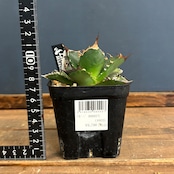 アガベ チタノタ 黒犀牛【125】