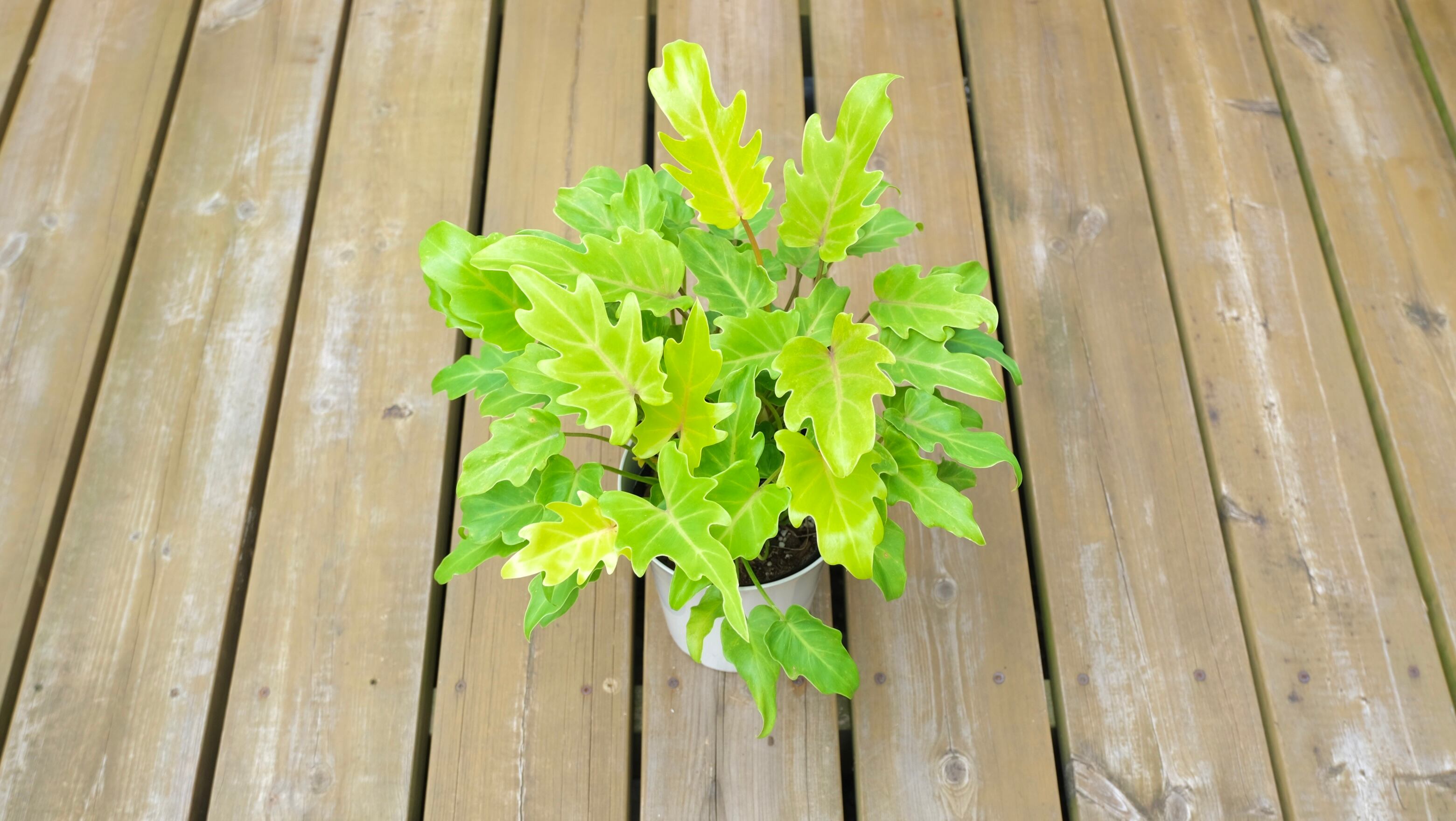 観葉植物】クッカバラ ライム 5号 | 観葉植物専門店 PLANTS SHOP GRA