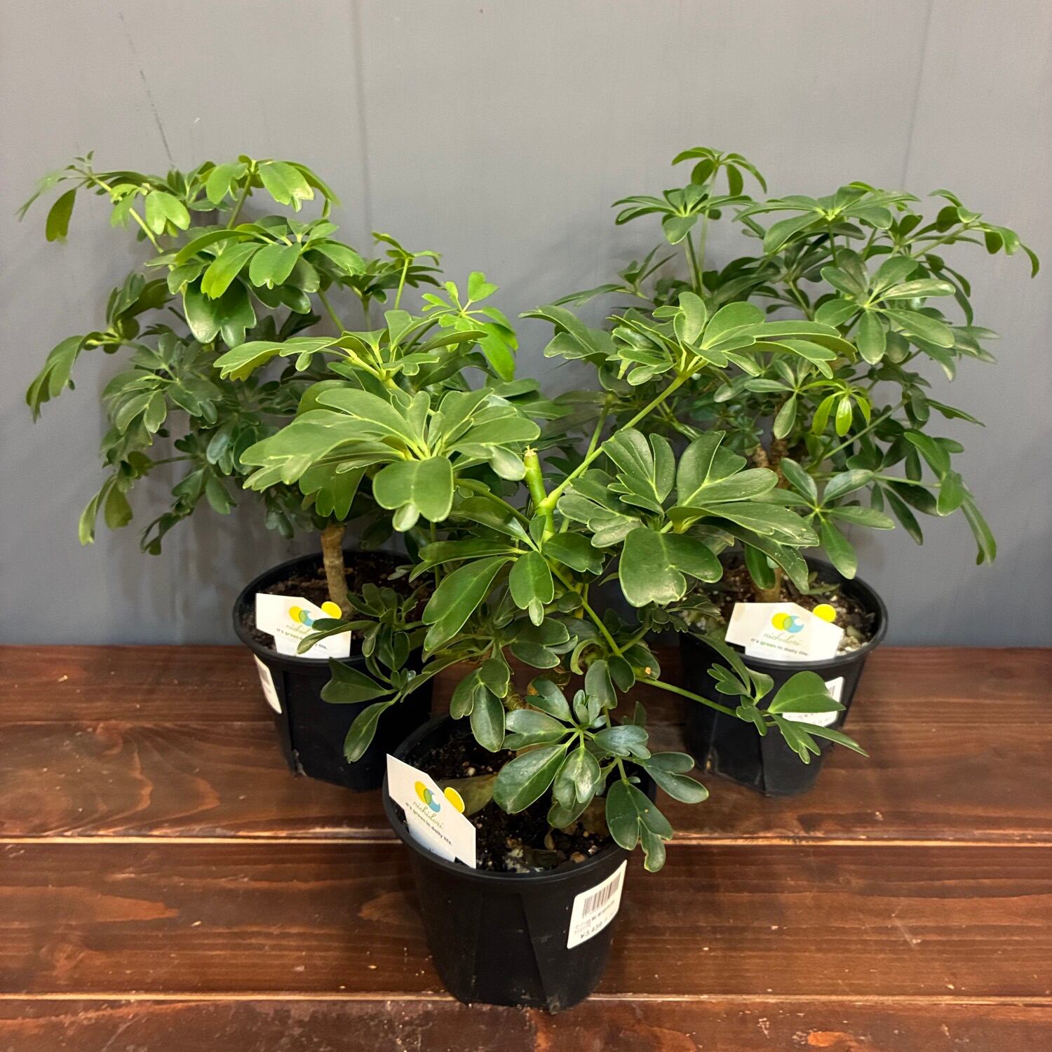 秋の植え替えフェア対象】【セット】シェフレラ レナータ | PROTOLEAF