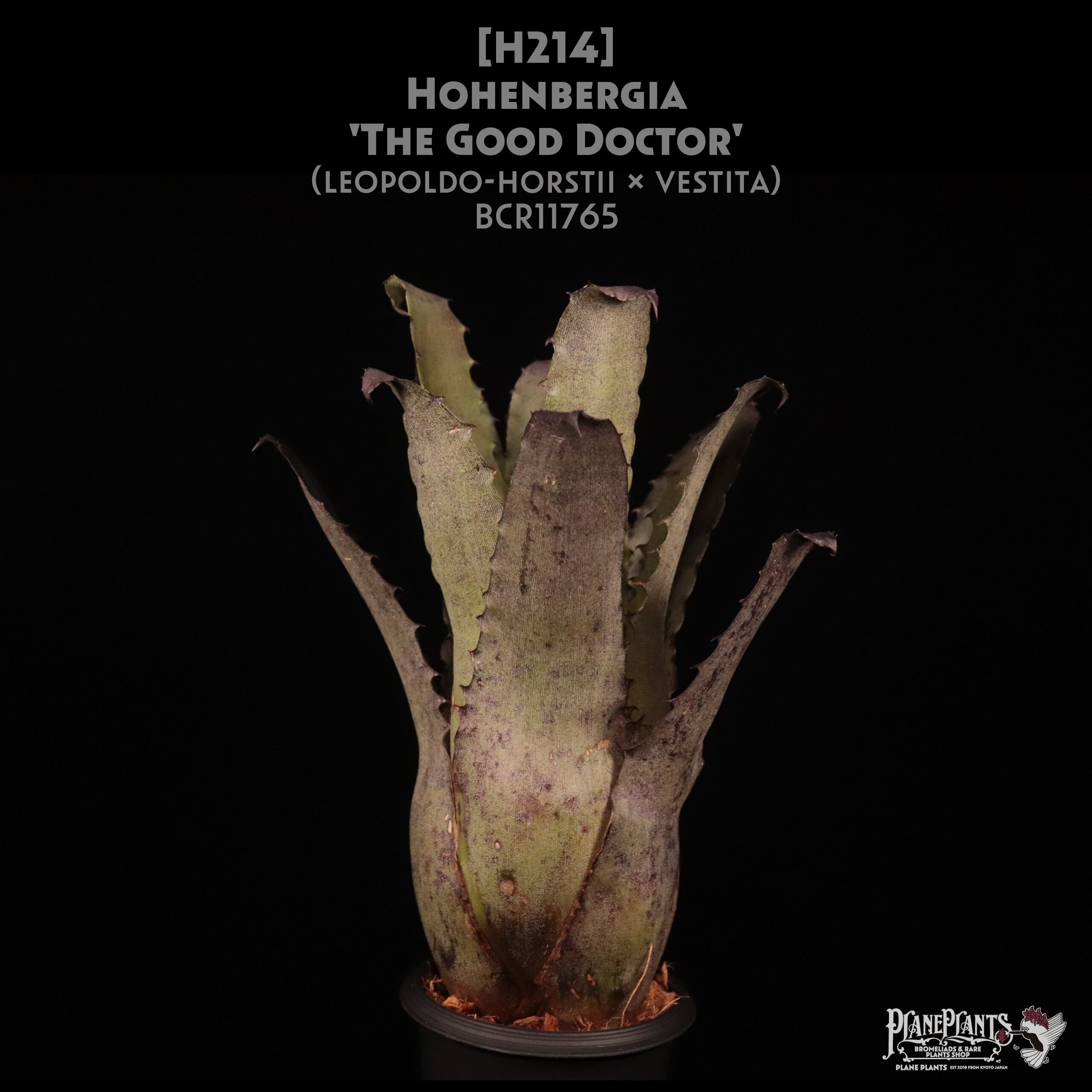 Hohenbergia | plane plants