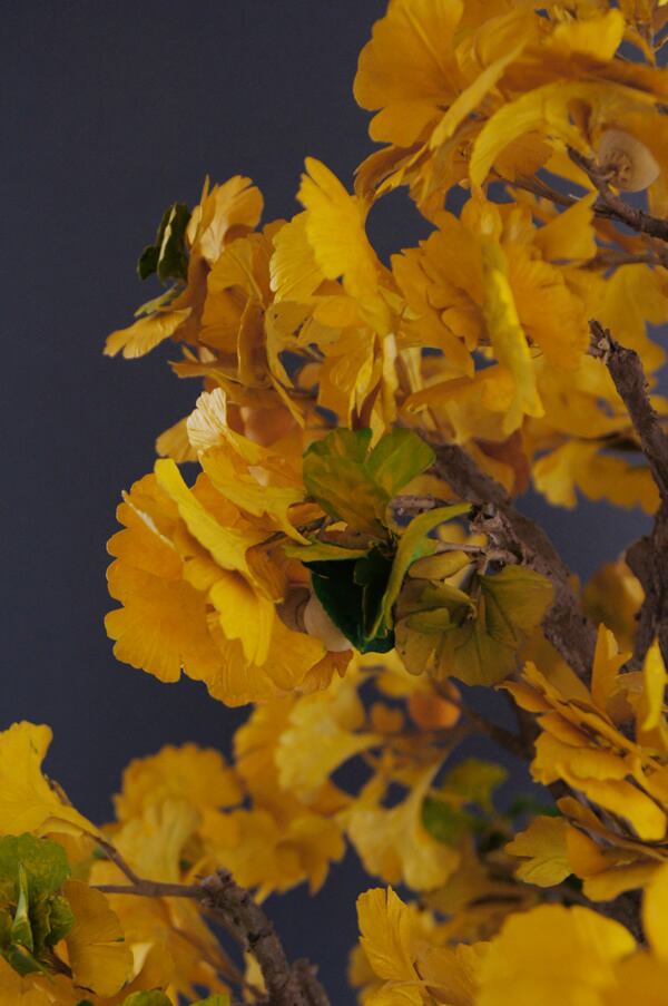 ☆3割引S❣️ 〜1/12夜9時⭐️本ベッコウの銀杏の葉のブローチ0828a 1個 盆栽 イチョウ Ginkgo Tree Bonsai #19 | Oh! BONSAI