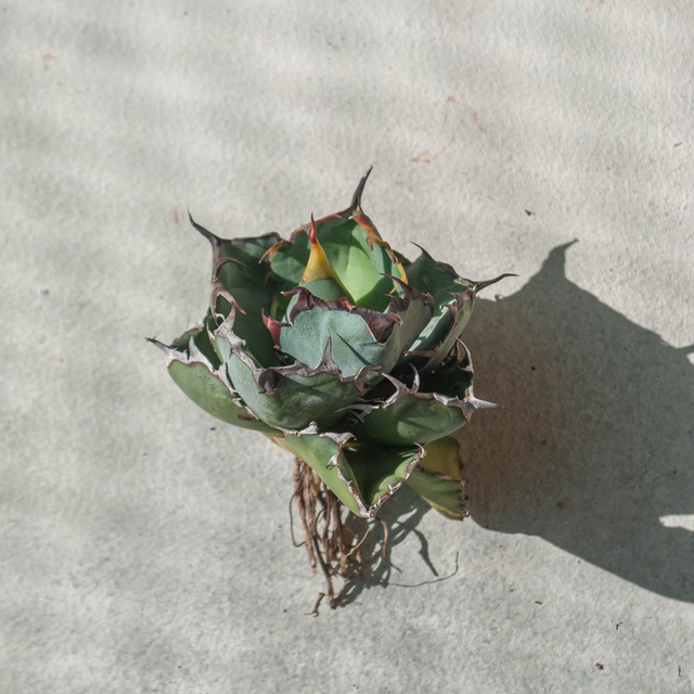 【初売り!!】アガベ チタノタ ブラック&ブルー No.1