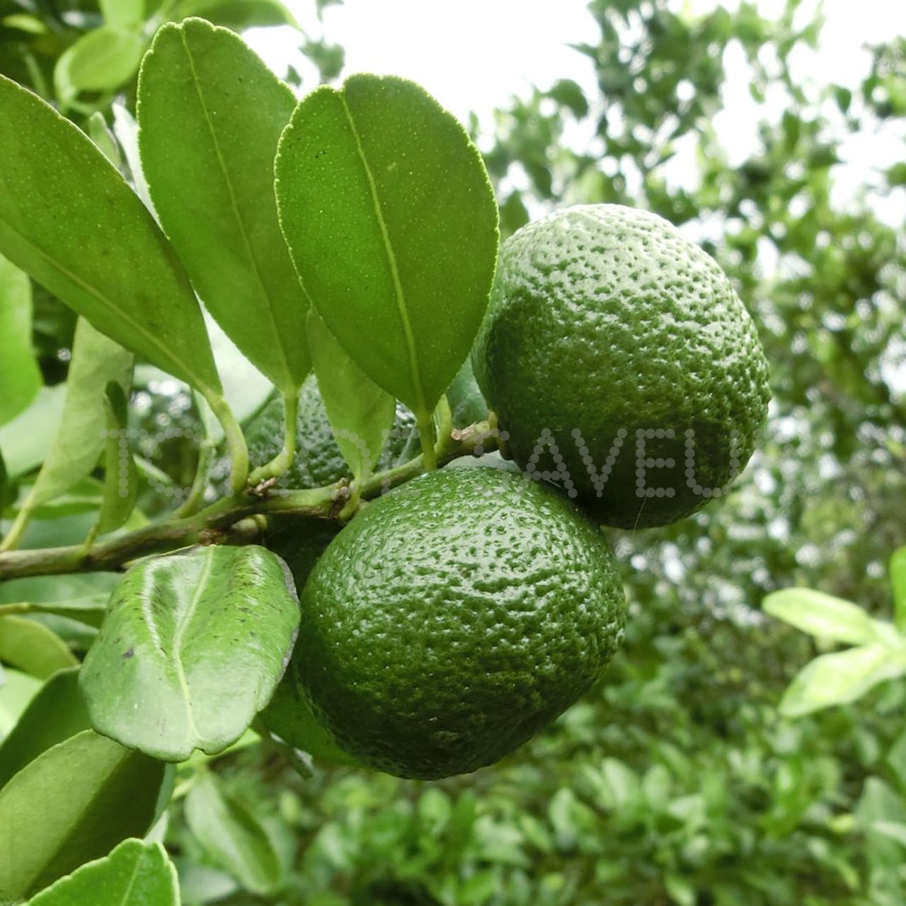 台湾ピンクレモネード〈フーワンチョコレート〉 | トモエサヴール