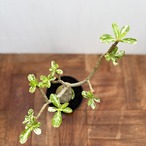 Adenium obesum variegata【アデニウム・オベスム・斑入り】