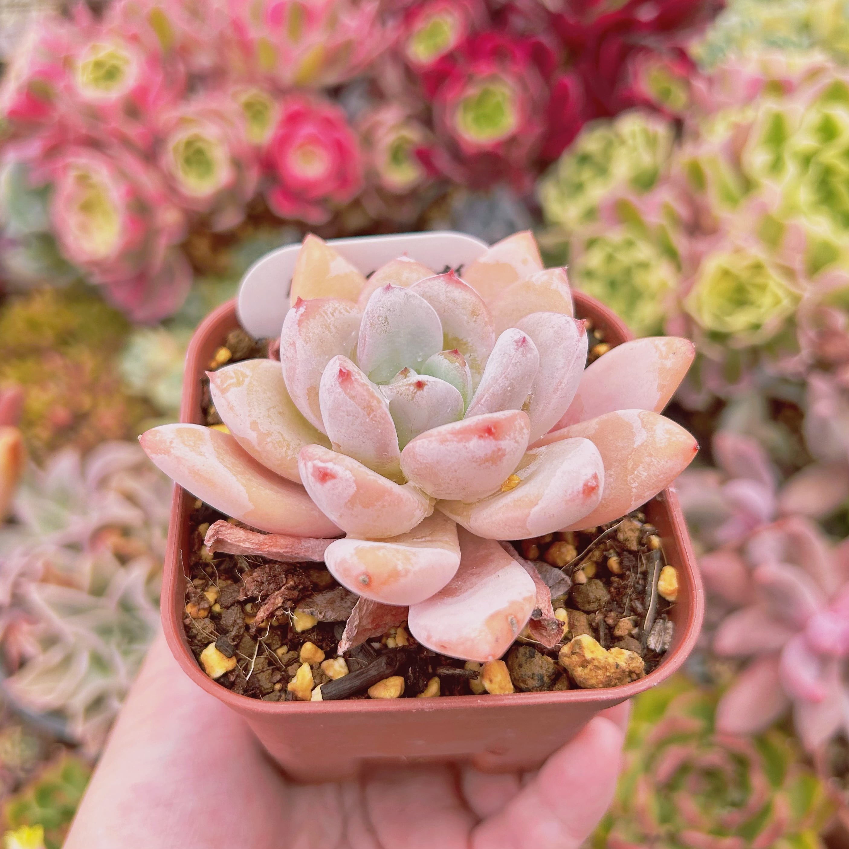 バンダイ(BANDAI)] 仮面ライダーゼッツ 注文 DXナイトインヴォーカーバックル＆ブレイカムバスター 【サービス品@980】星雪モンロー(2頭)