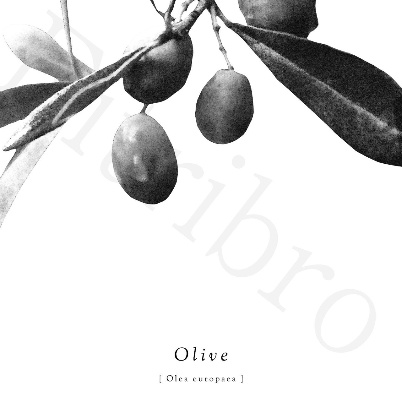 アートポスター / Olive mono  eb143