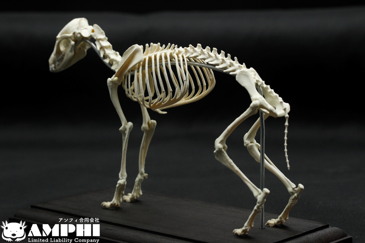 タヌキ 縮小全身骨格レプリカ 【20cm】 | アンフィ合同会社 タヌキ 縮小全身骨格レプリカ 【20cm】 | アンフィ合同会社