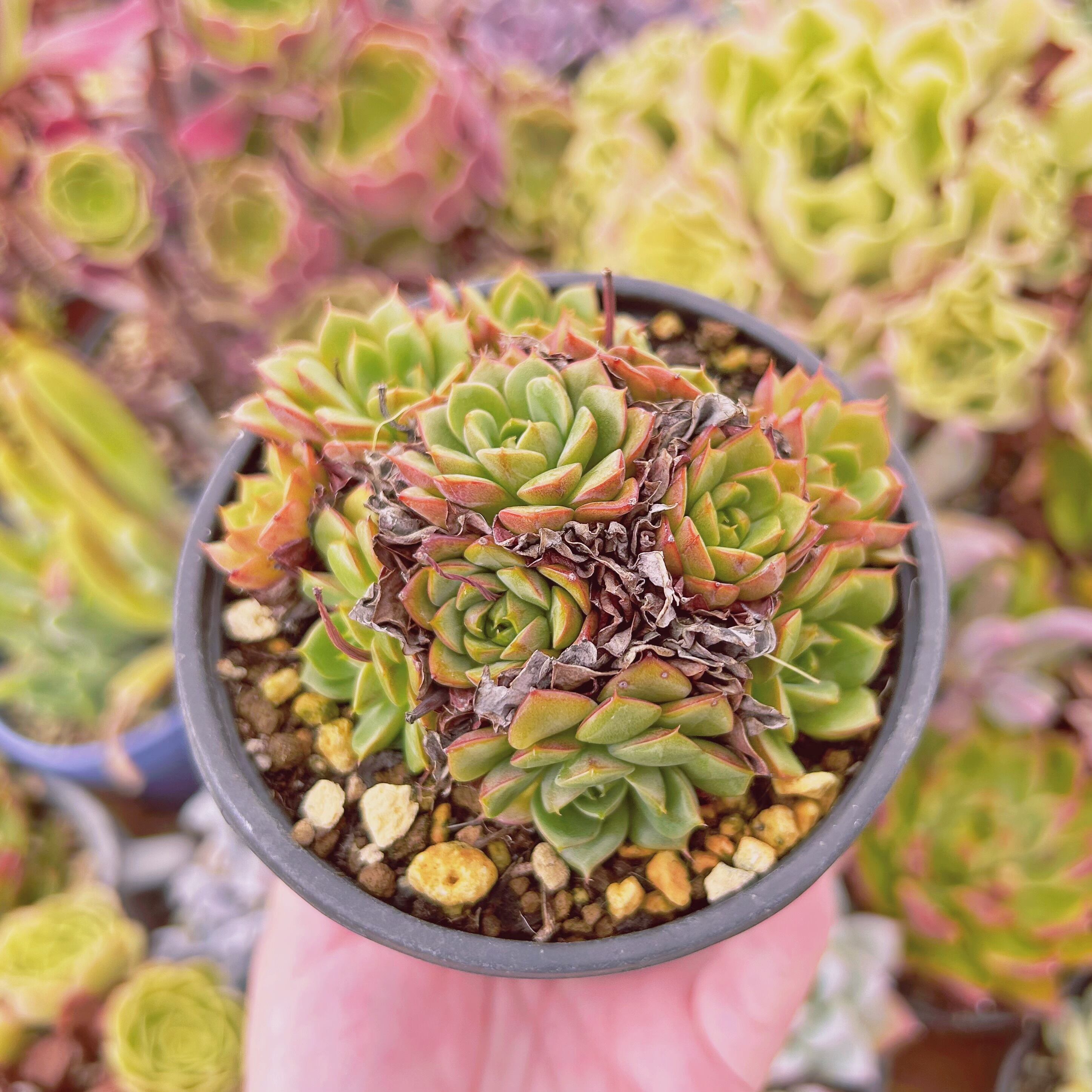 現物　多肉植物　パープルミニマ　特大　抜き苗