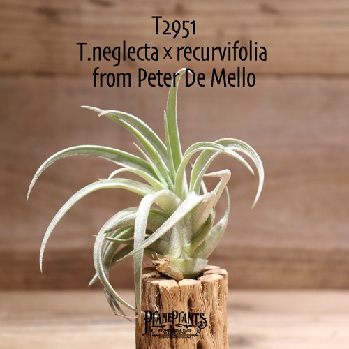 【送料無料】neglecta×recurvifolia from P.Demello〔エアプランツ〕現品発送T2951