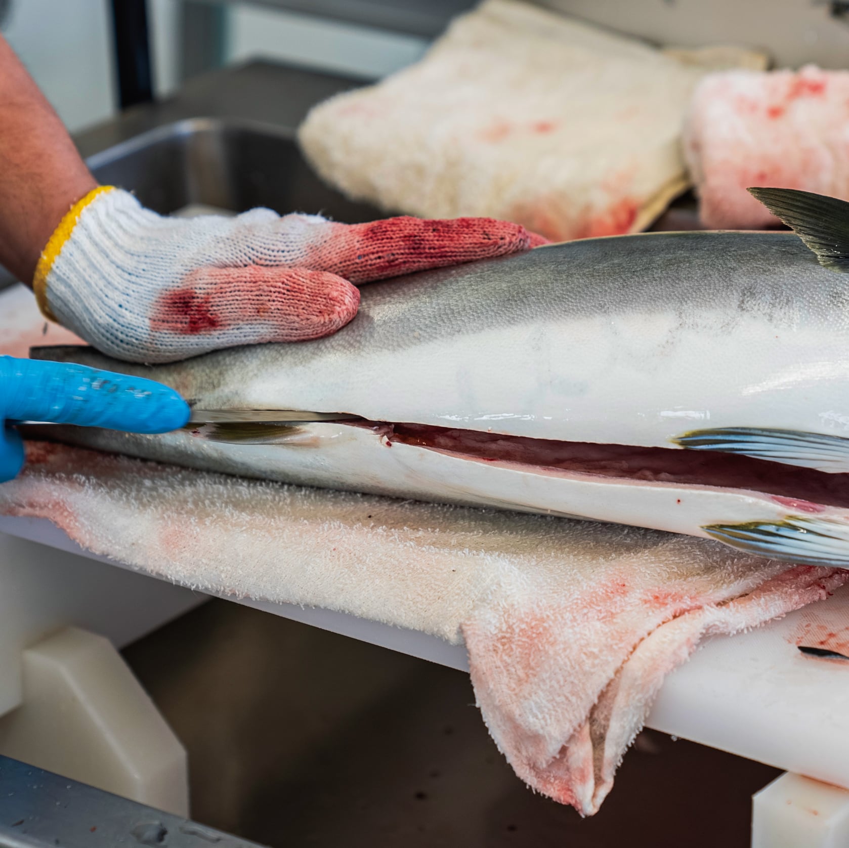 ！年末予約！[三枚おろし済１尾] 豊後ハマチ 若武者  ※送料込