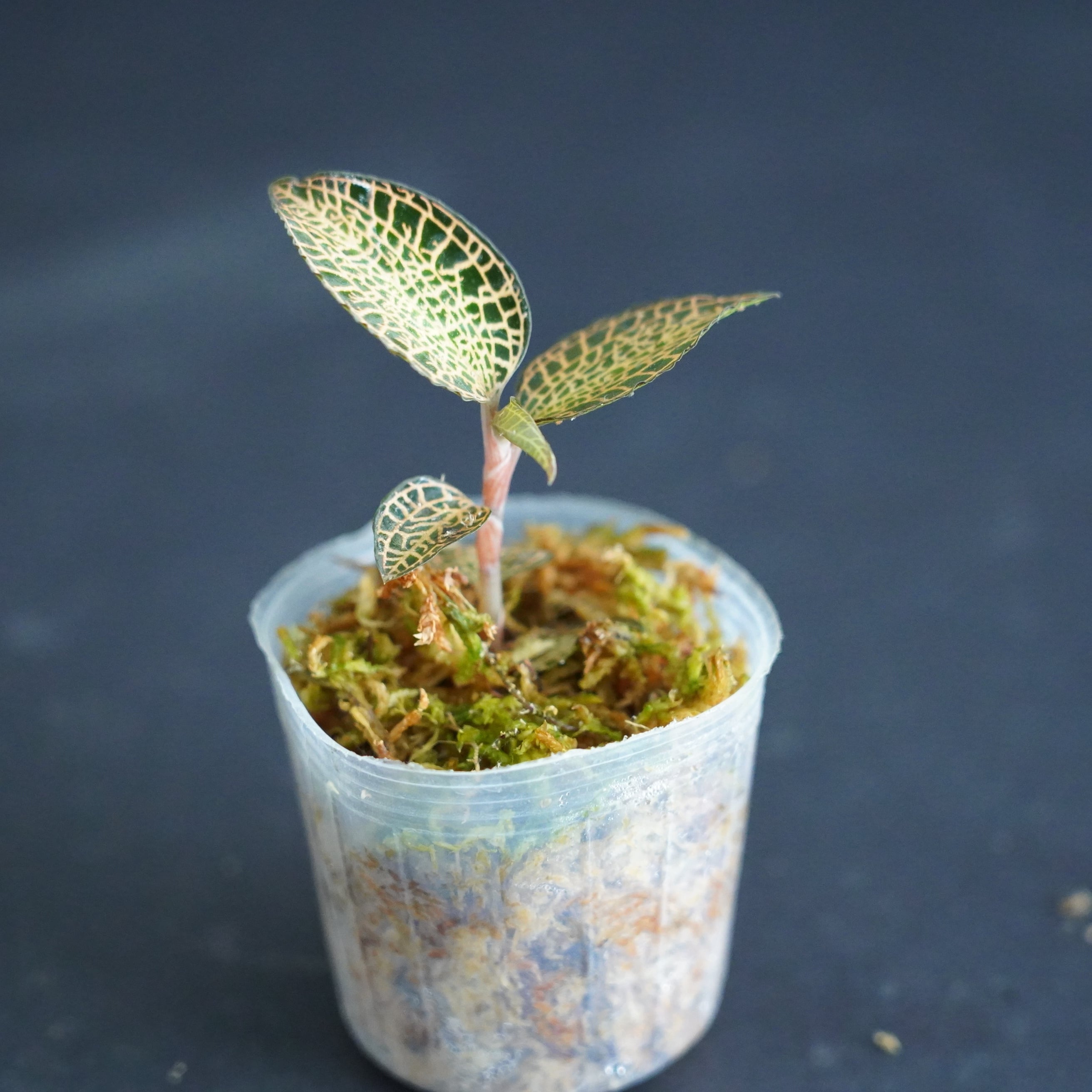 ◇現品◇Anoectochilus roxburghii Gold Bar hybrid【ジュエル