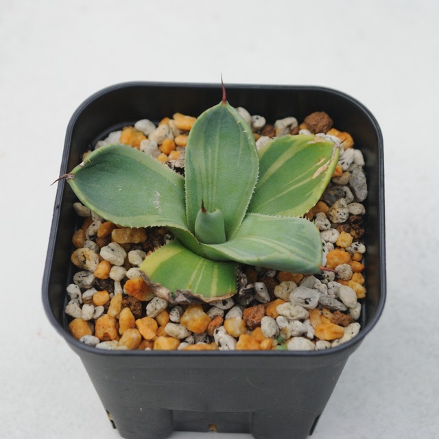 アガベ パリー トランカータ ライムストリーク No.1