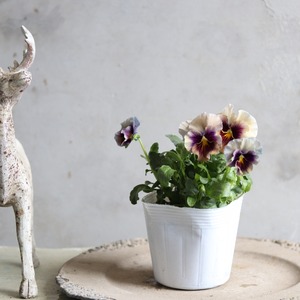 パンジー　マシェリマダム　冬から春にオススメのお花　よく咲く　シャビーシックにおすすめ