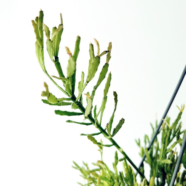 【再入荷】リプサリス エワルディアナ 観葉植物 calm cafe