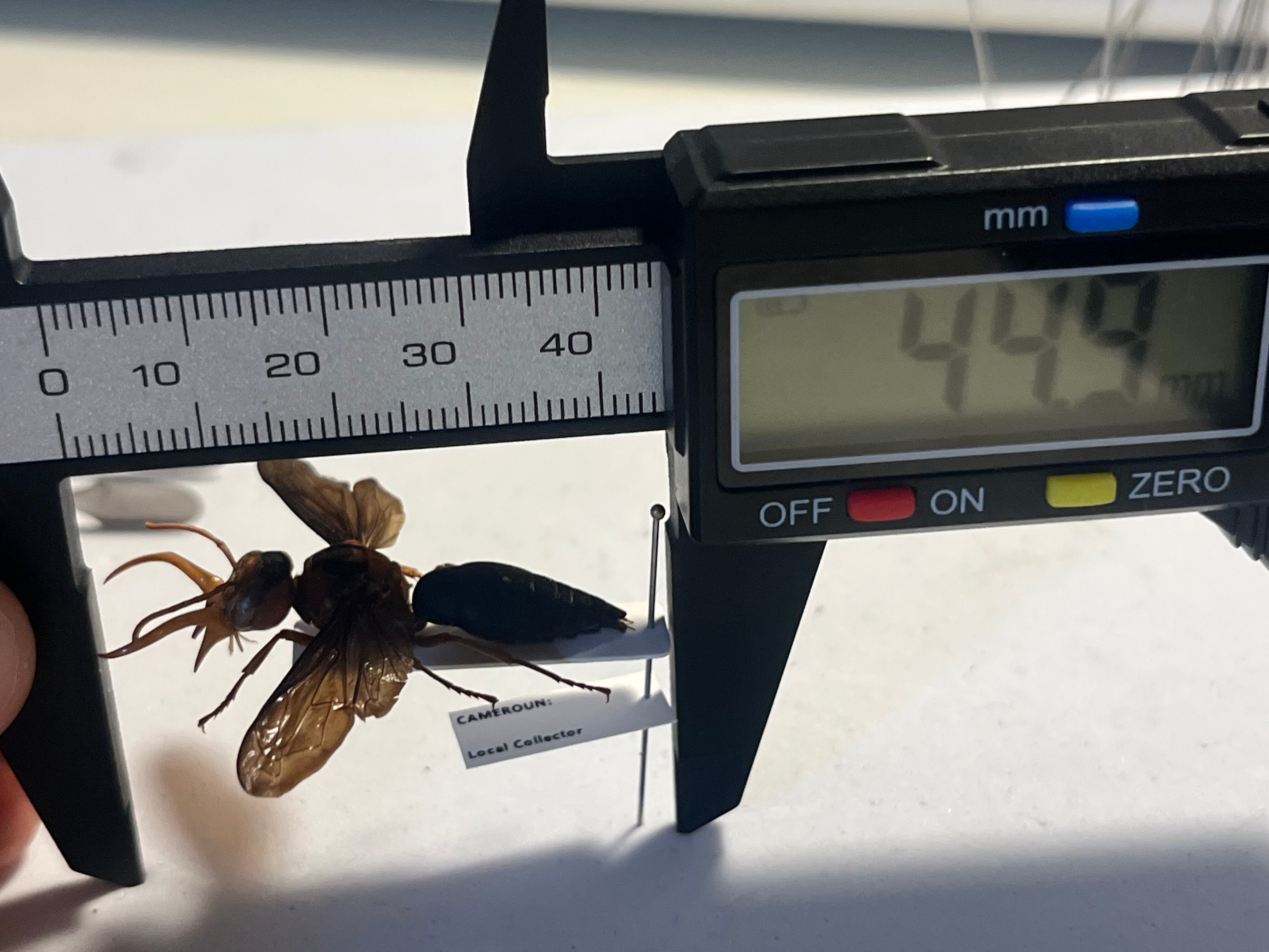 極美展足】オオキバドロバチ タランチュラホーク バードイータームカデ