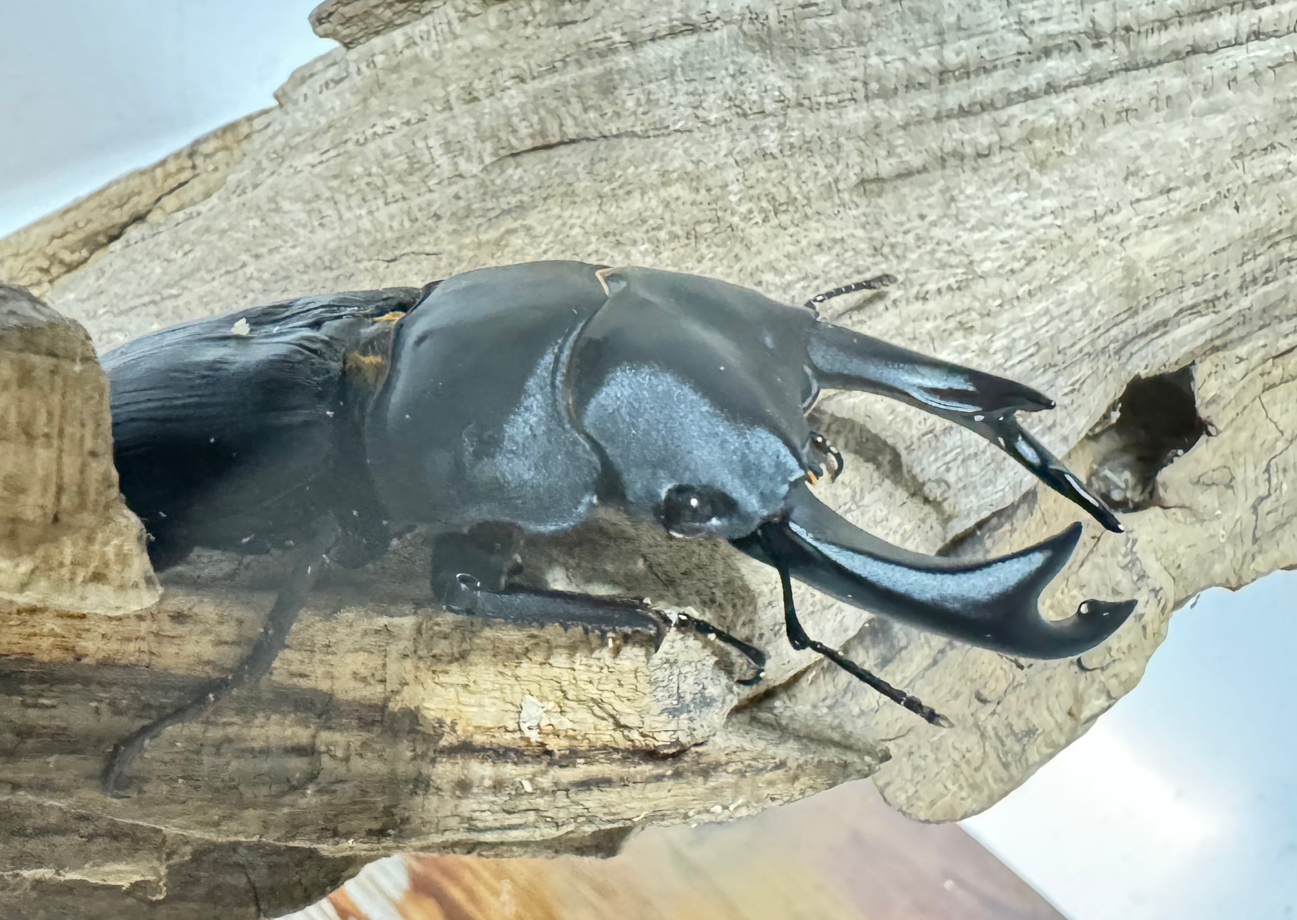 【川西産】オオクワガタ、♂83.0mm、♀53.0mmペア：1909-1 23年羽化 久留米産オオクワガタ 81.5mmペア ジュリクワ氏ブリード個体