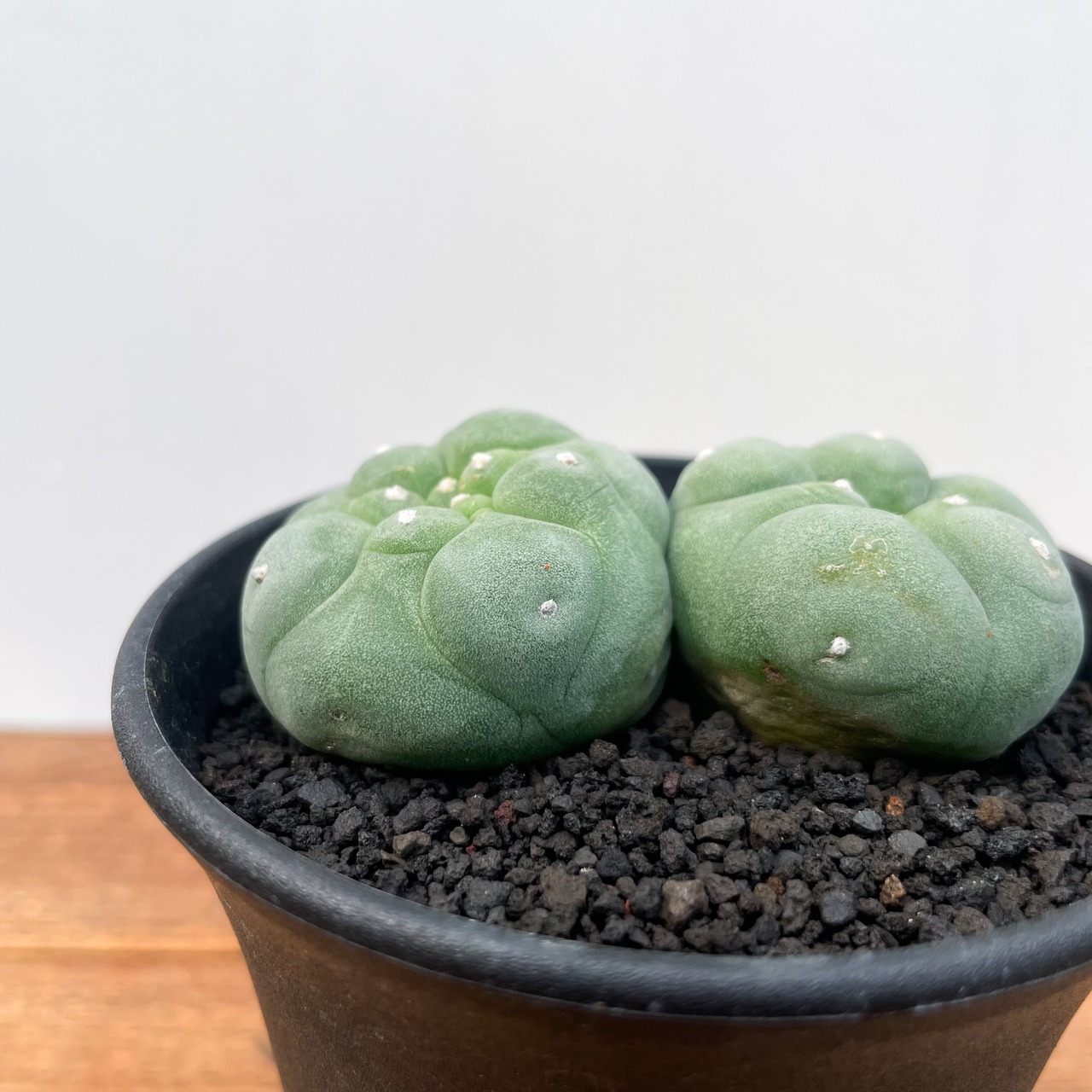Lophophora diffusa  【ロフォフォラ・黒肌翠冠玉】