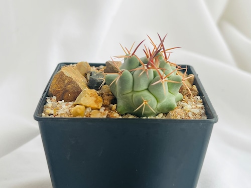 Thelocactus nidulans　テロカクタス　鶴巣丸 　サボテン